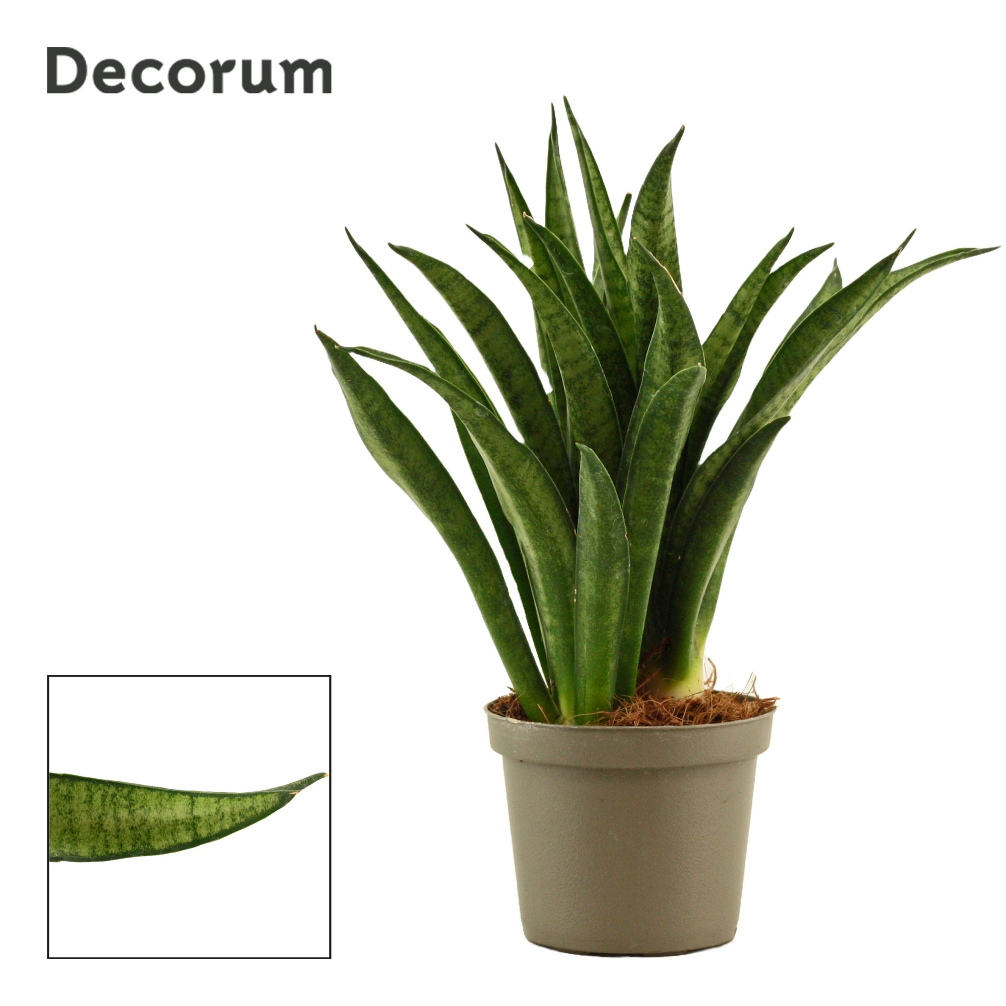 Sansevieria Lilliput 9 cm (Decorum), D 9 cm