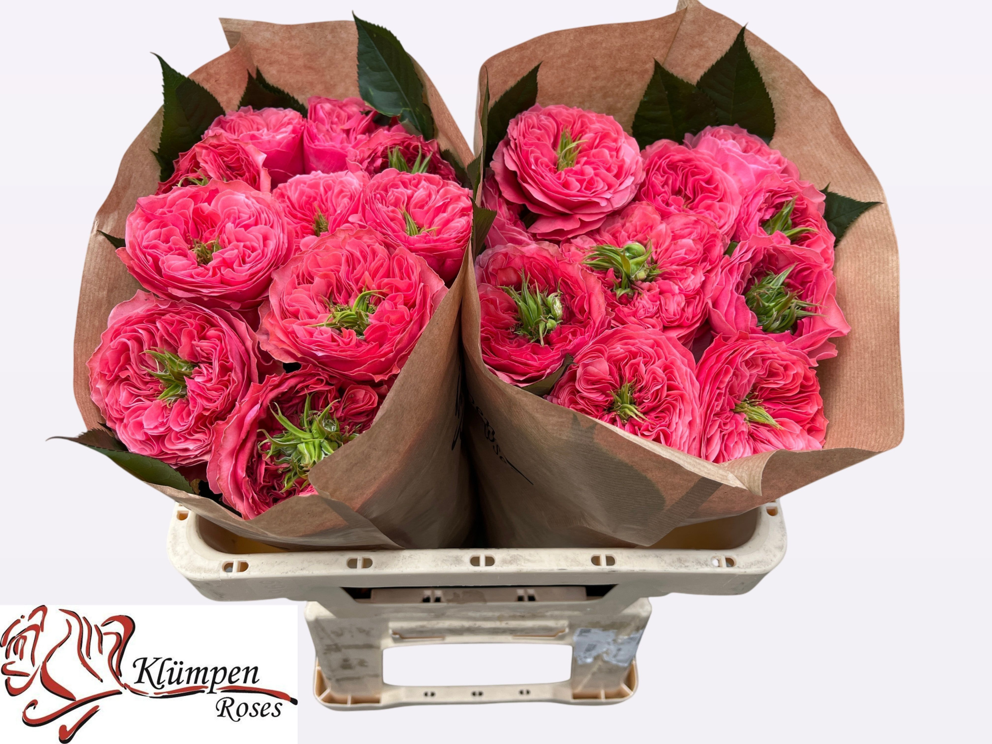 Роза од. Миддлтон! 50, шт.