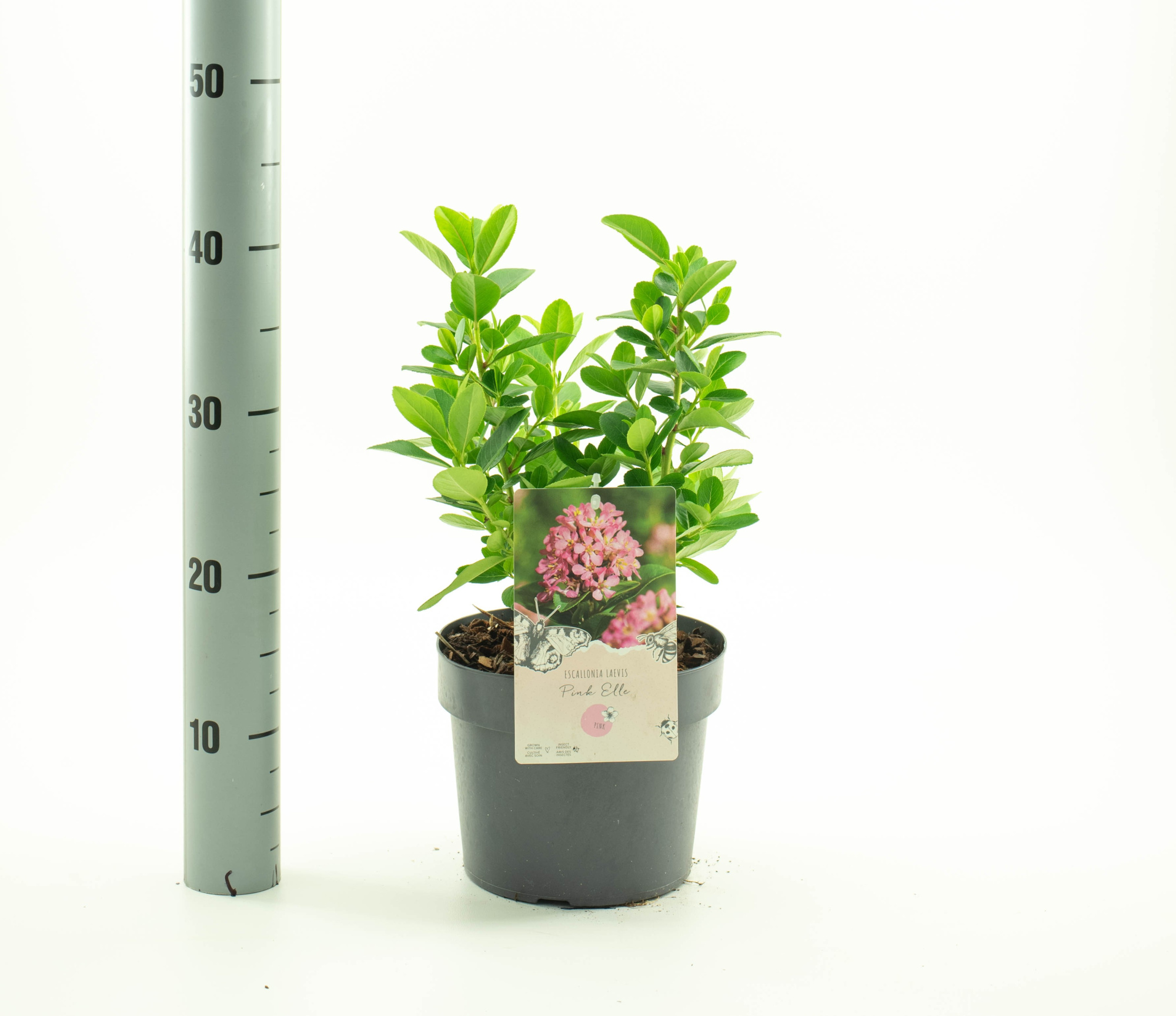 Escallonia 'Pink Elle' pbr, D 19 cm
