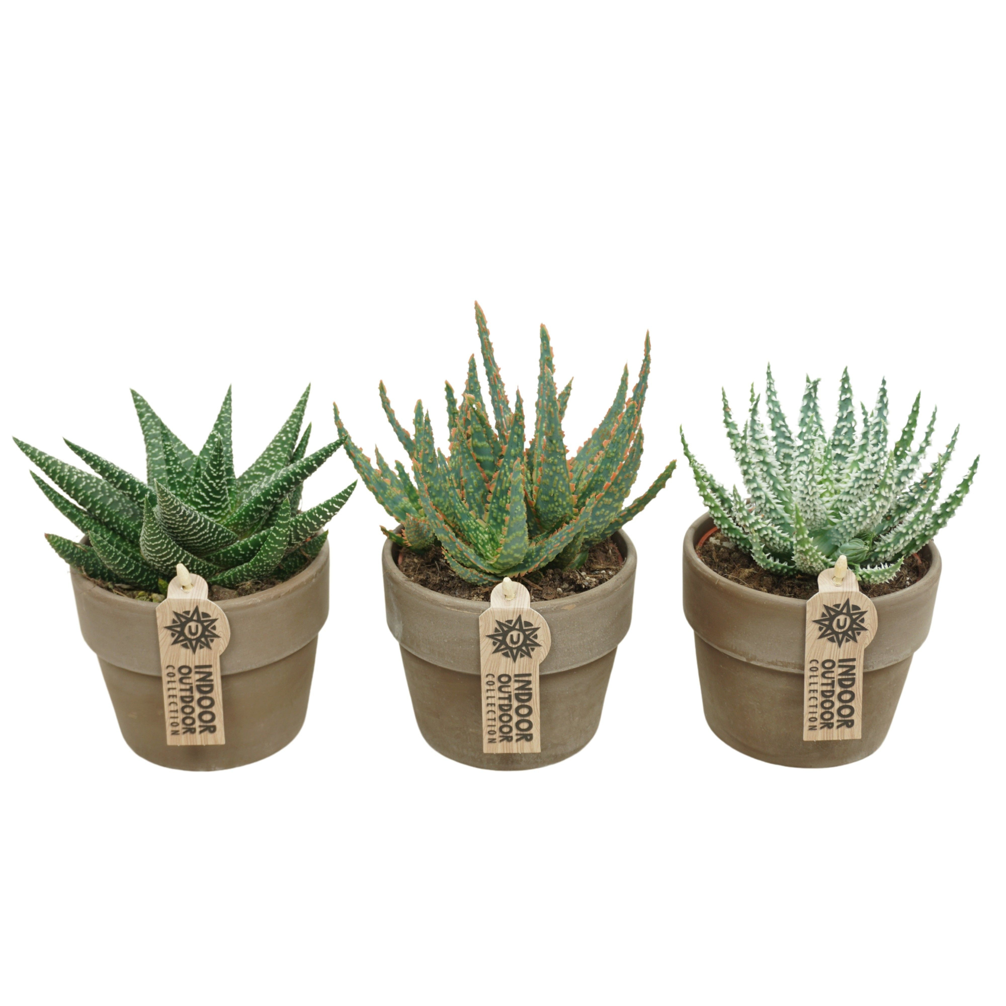 Aloë-Haworthia mix in 12 cm 'Grijze Kraagpot', D 10,5 cm