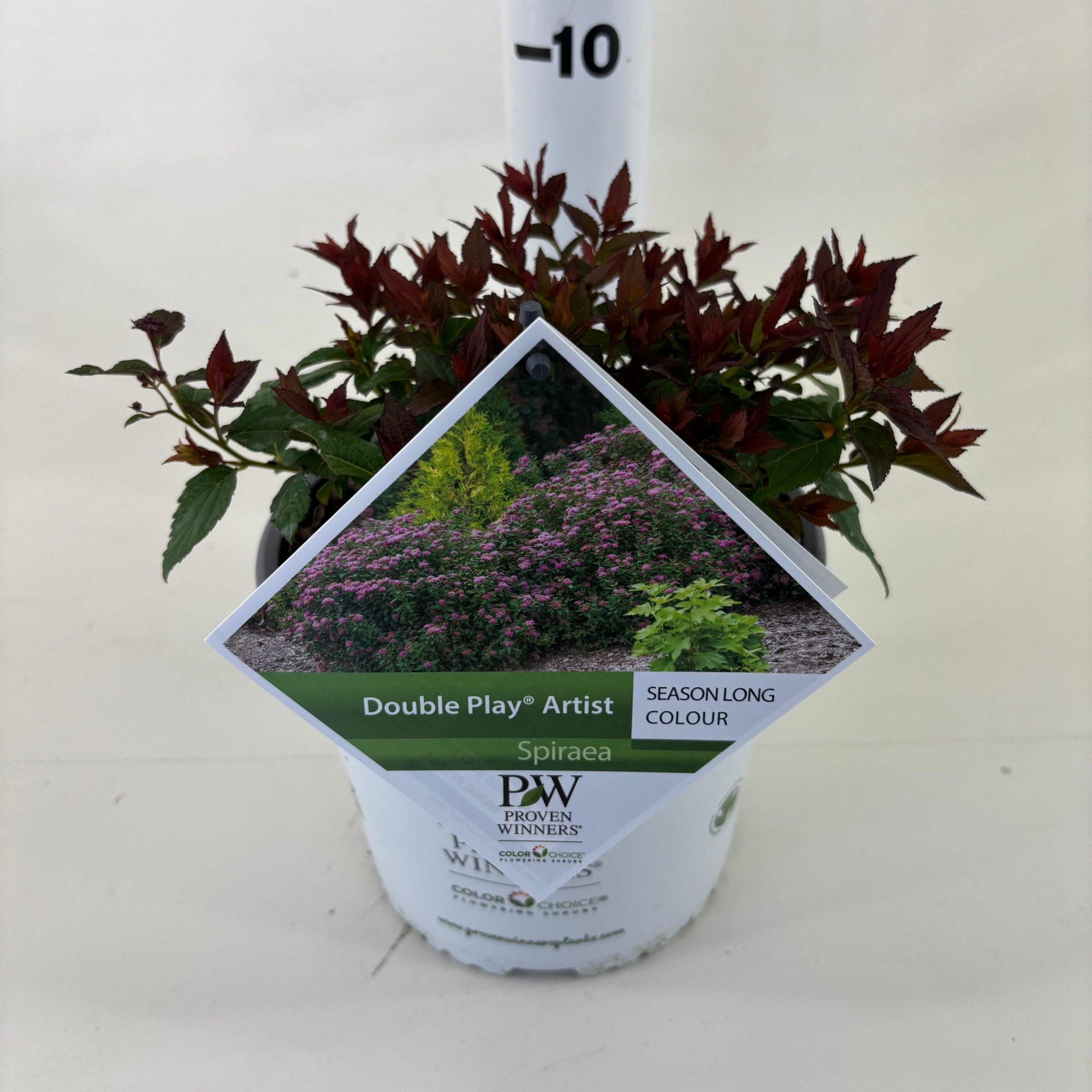 Spiraea Double Play ® Artist, D 19 cm