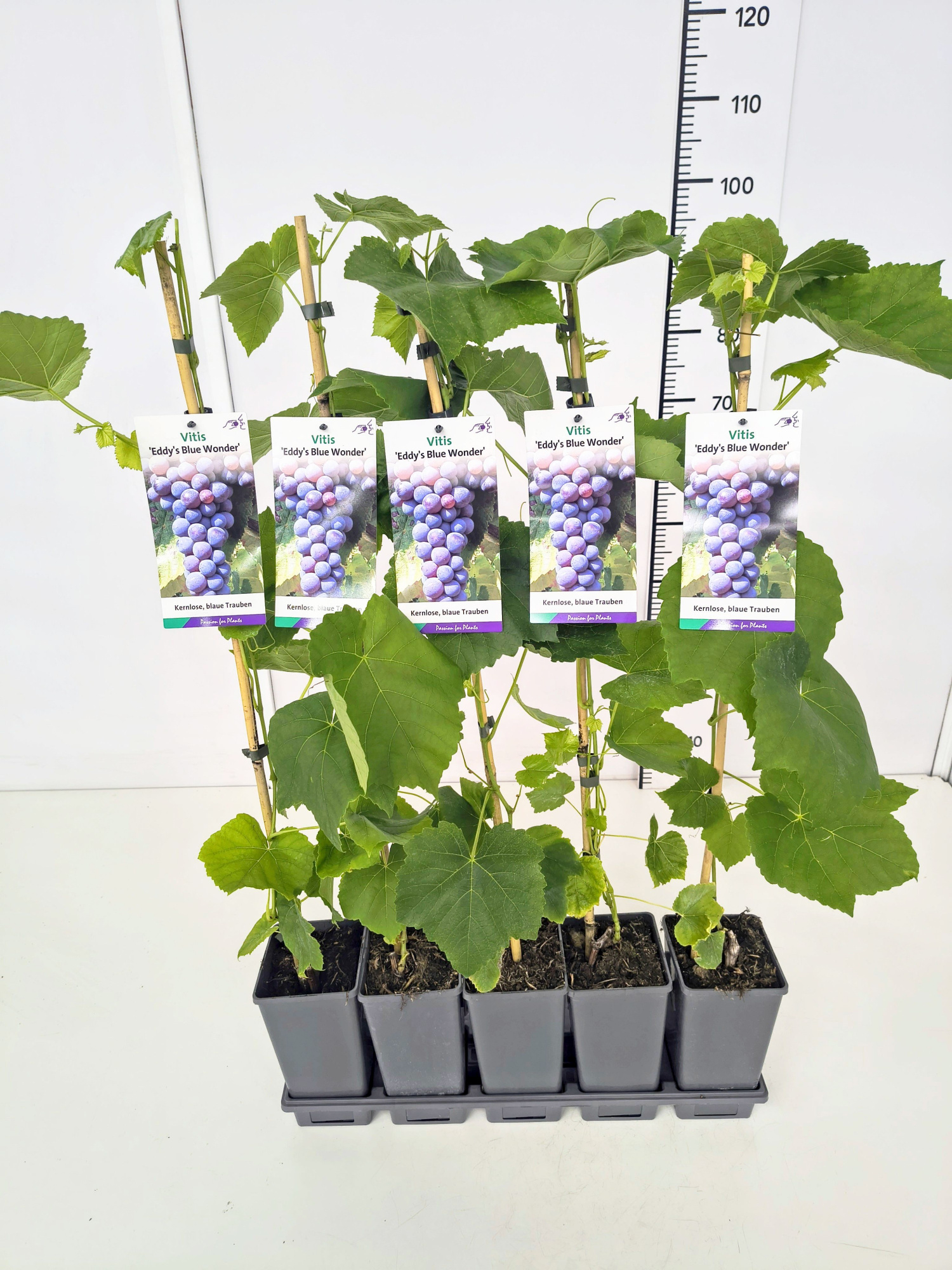 Vitis 'Eddy's Blue Wonder' 80CMC2, D 17 cm