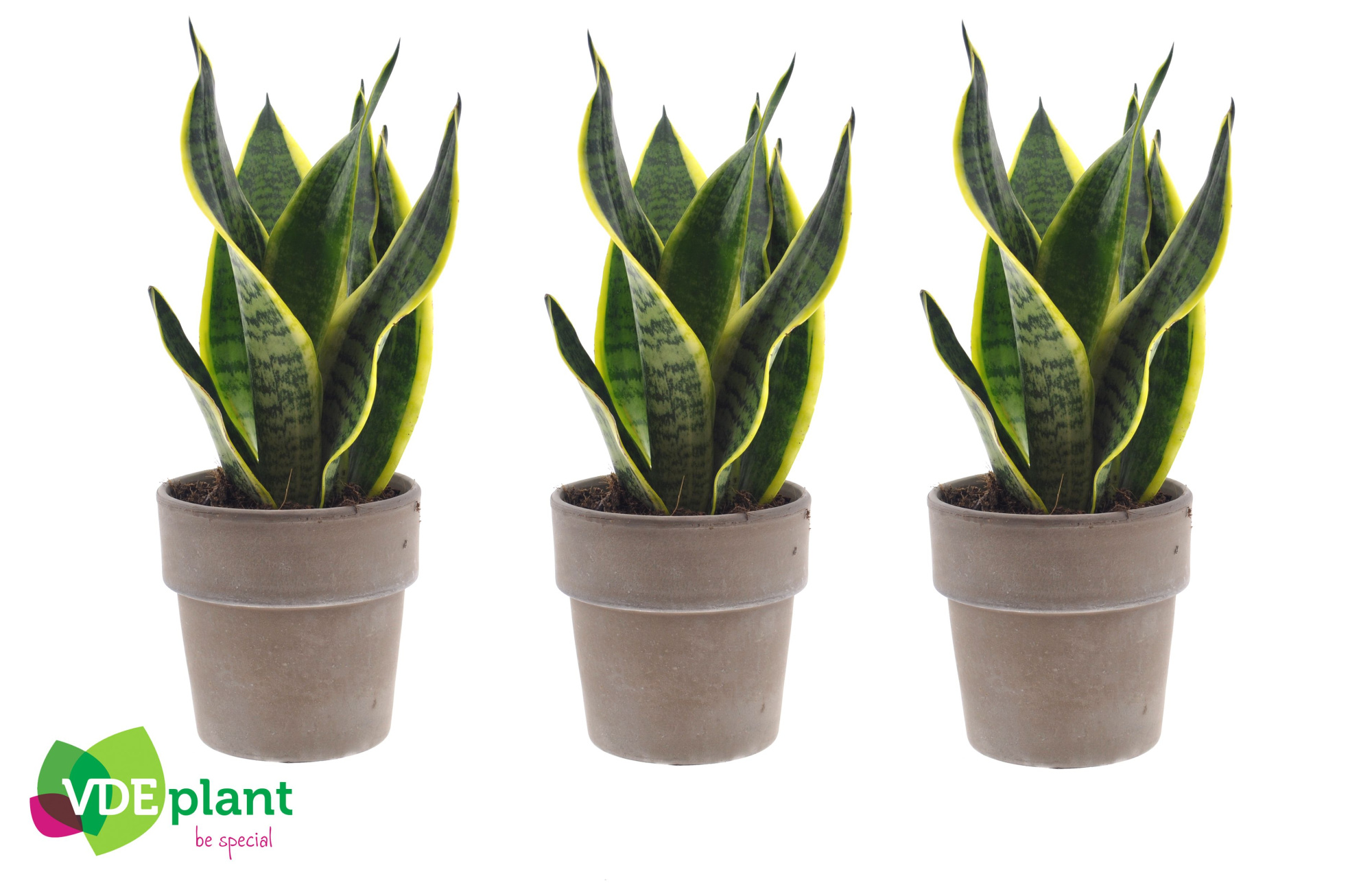 Sansevieria in Terracotta grey, D 12 cm