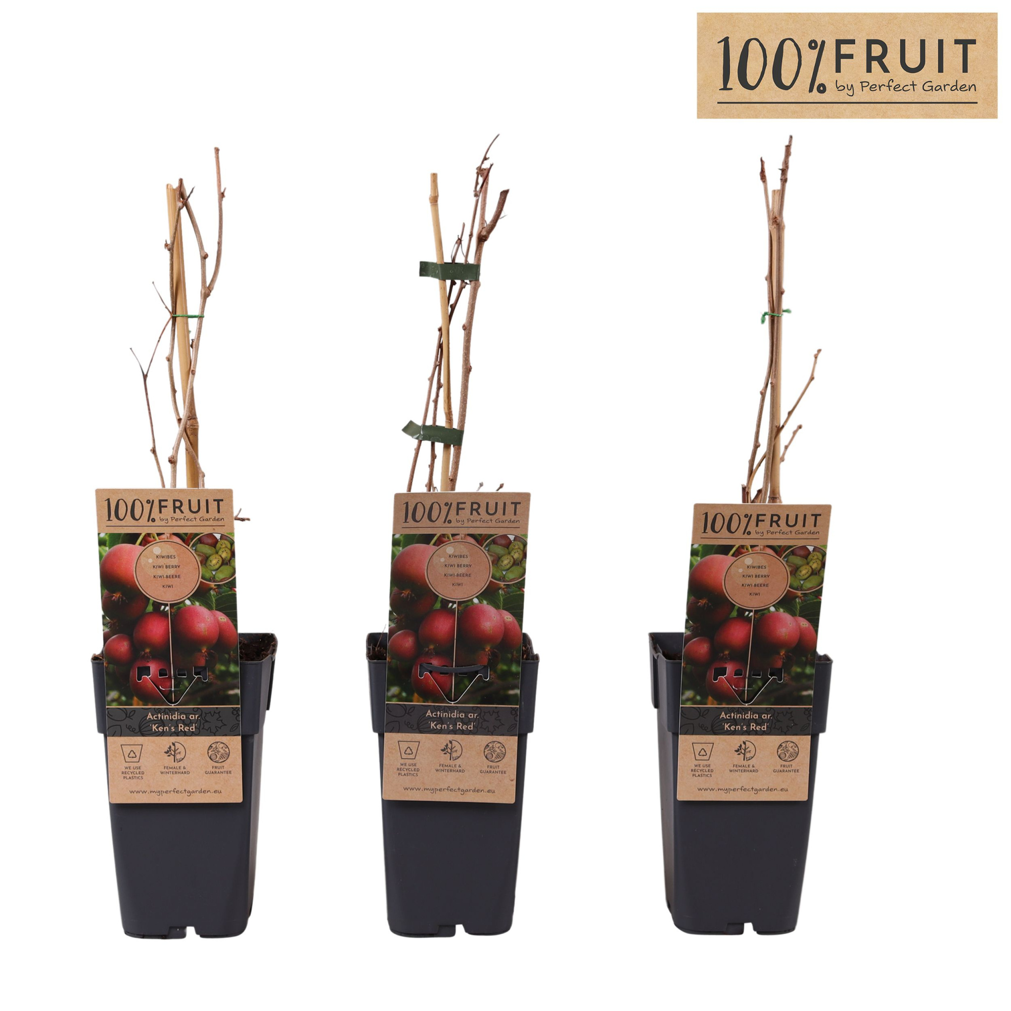 Actinidia arguta Ken's Red P15, D 15