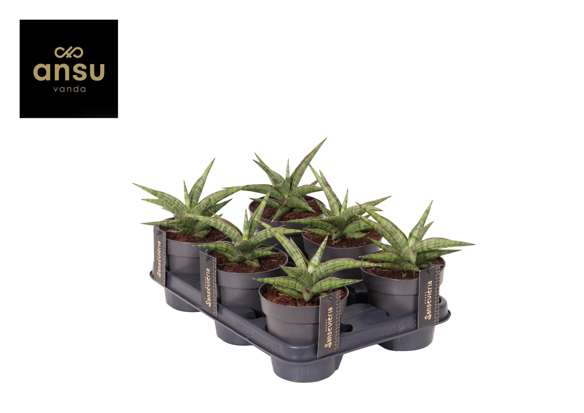 Sansevieria Comet Canoe No. 3, D 12