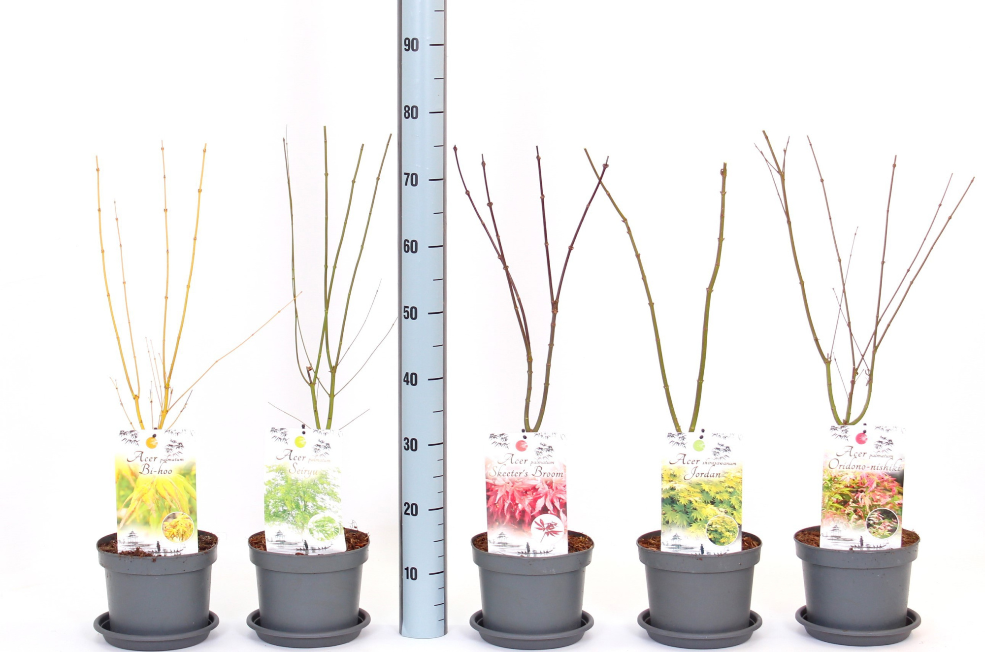 Acer palmatum in soorten, D 19