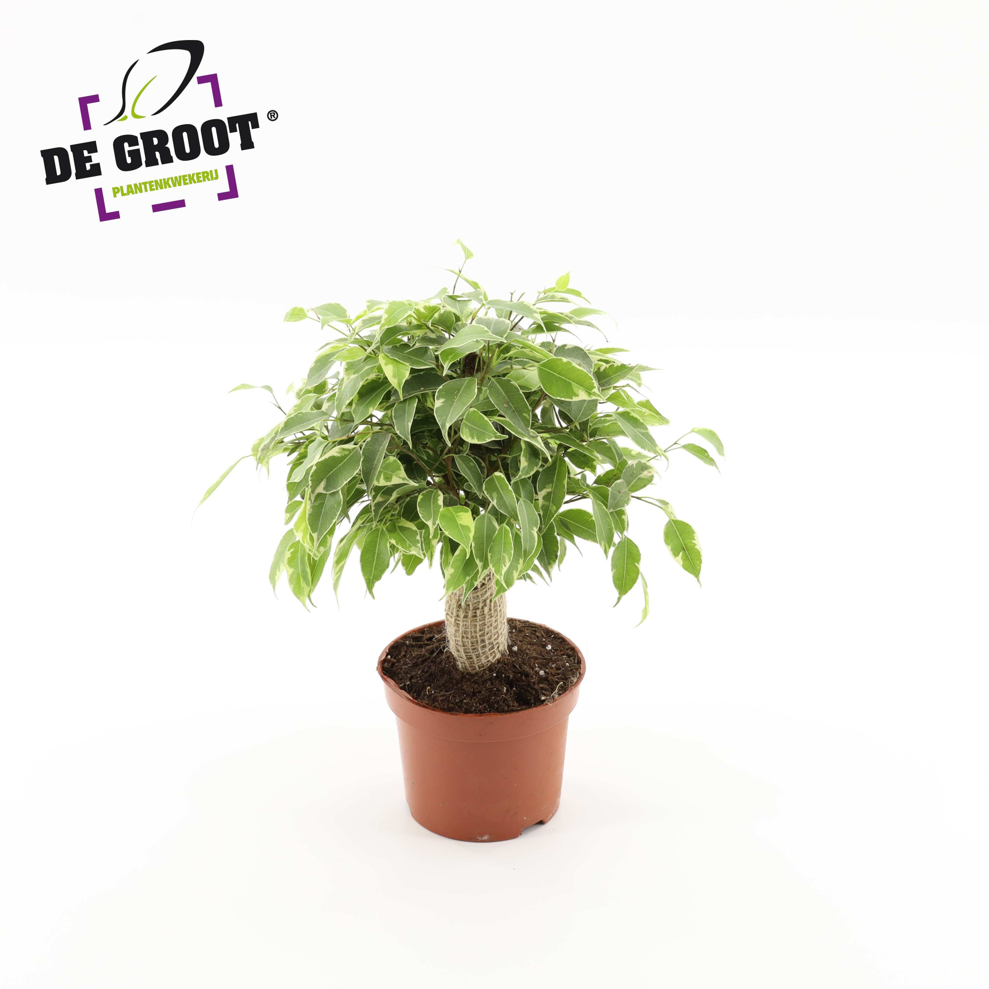 Ficus benjamina Kinky jute stam, D 12