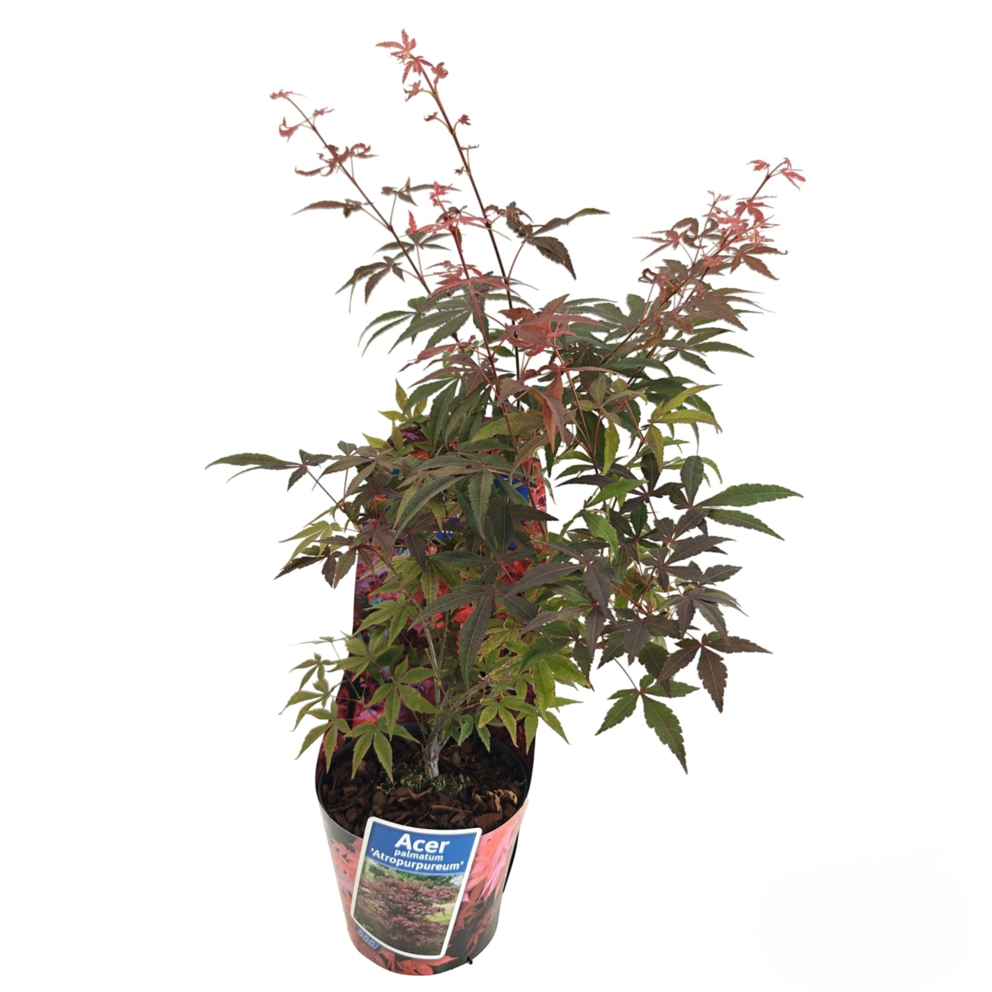 Acer pal. 'Atropurpureum' (in potcover), D 17 cm