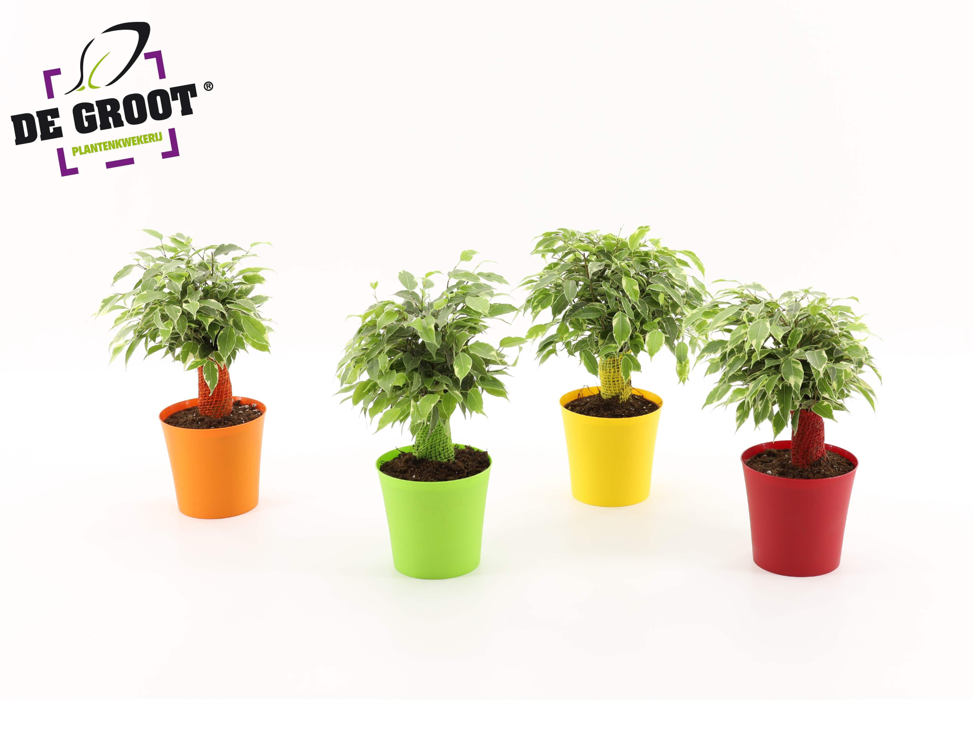 Ficus benjamina Kinky Ton-Sur-Ton, D 12 cm