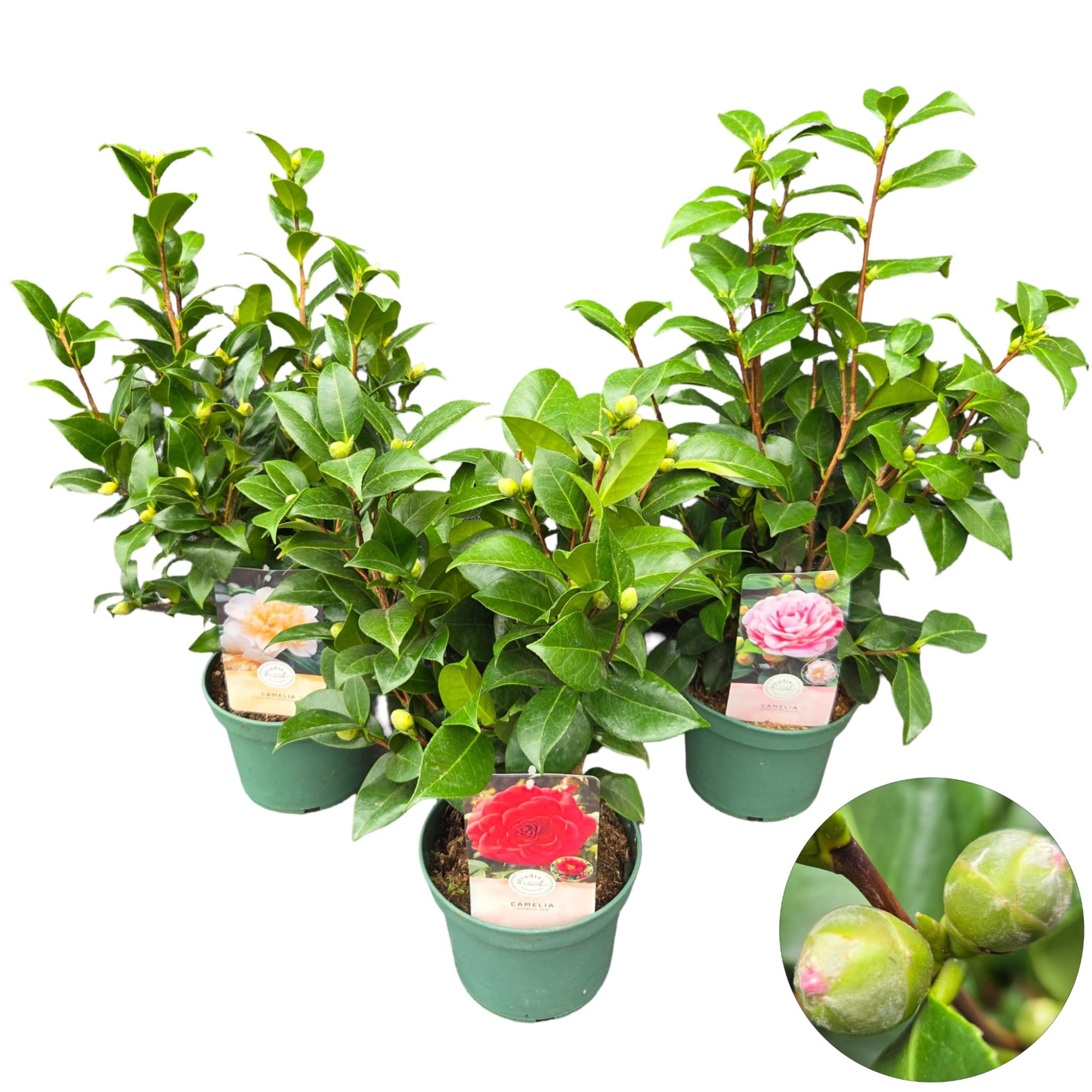 Camellia jap. 'Mix', D 19 cm