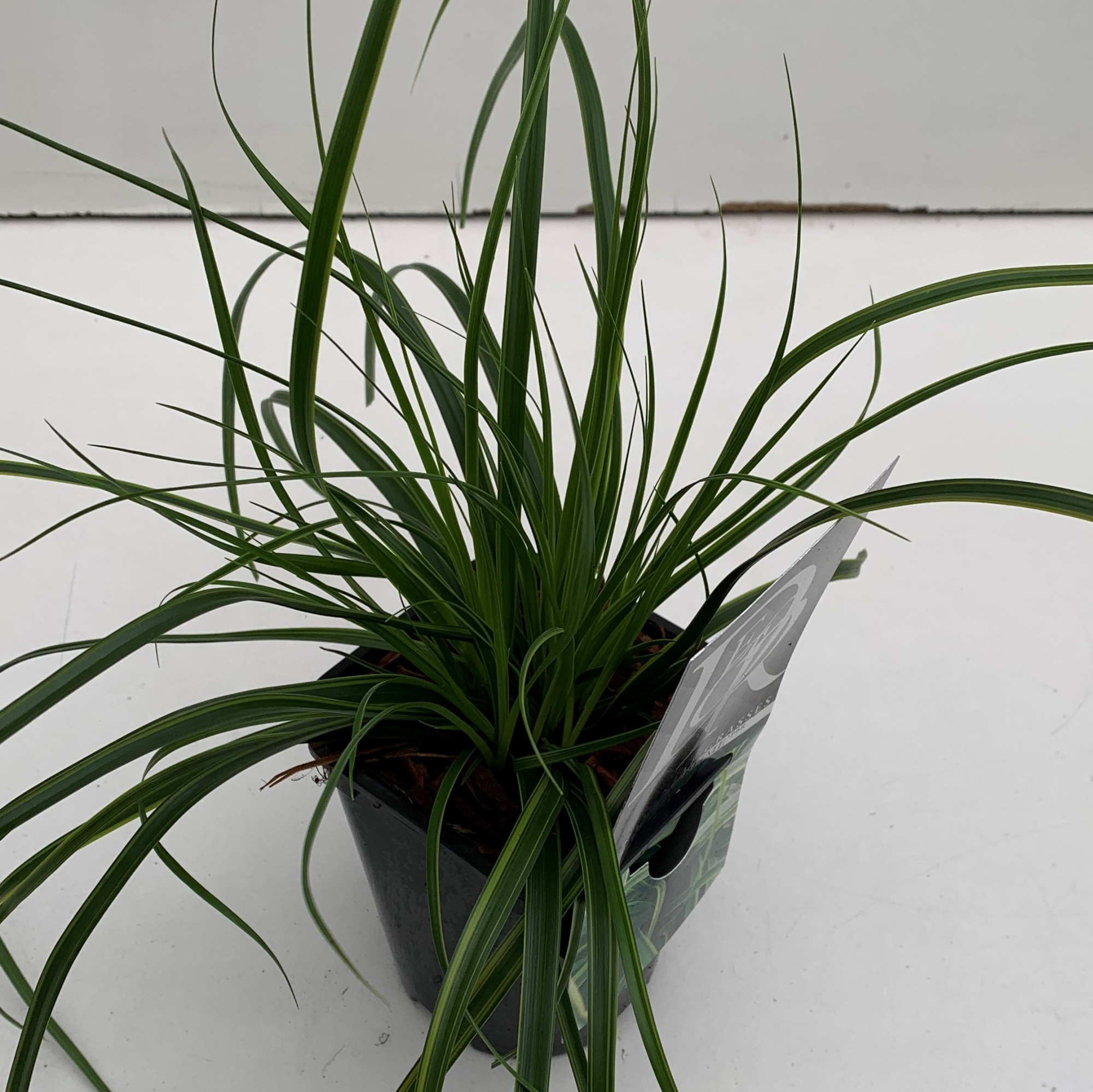 Carex 'Everlime', D 13 cm