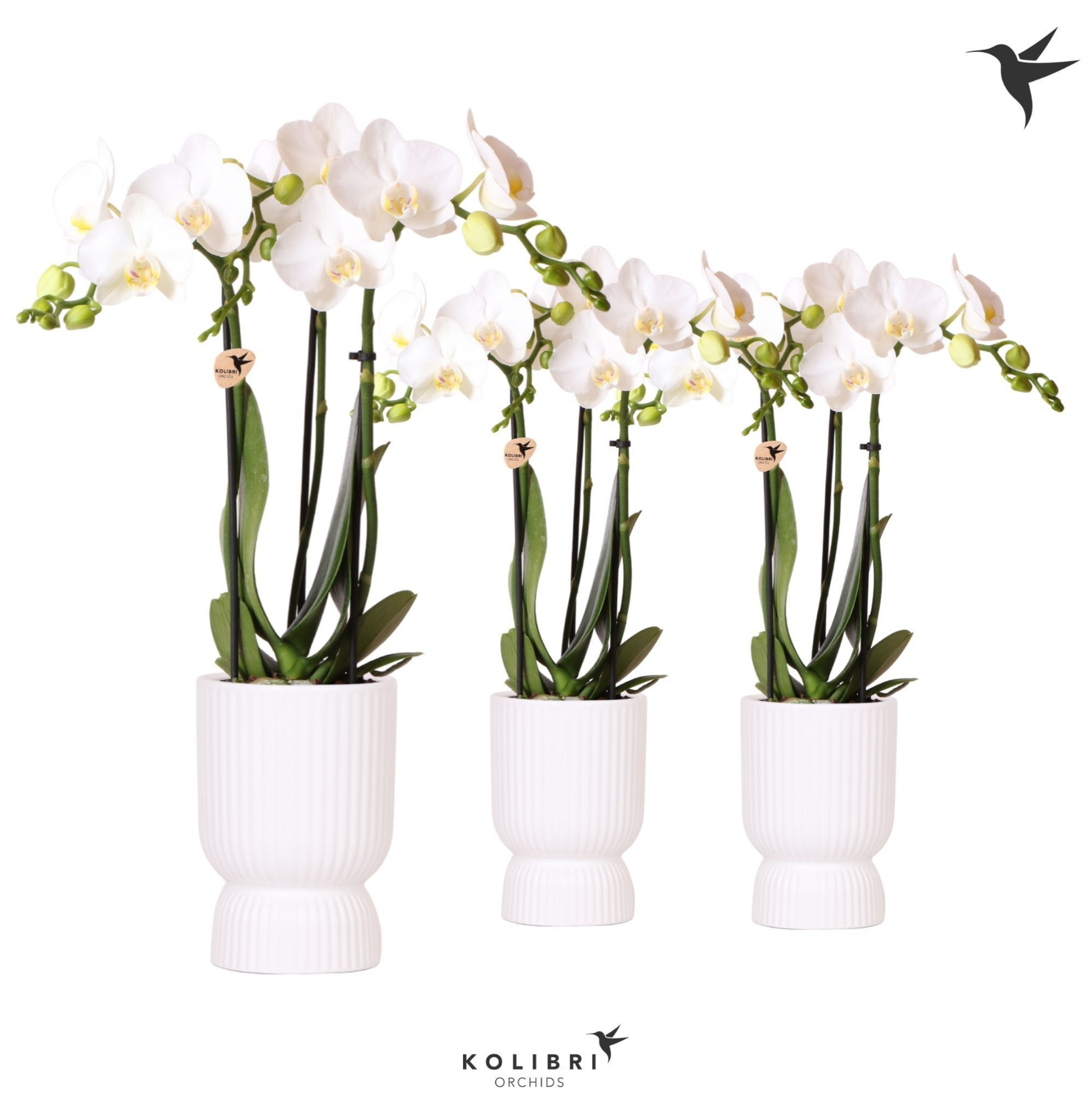 Kolibri Orchids Phalaenopsis white 3 spike in Diabolo pot white, D 9 cm