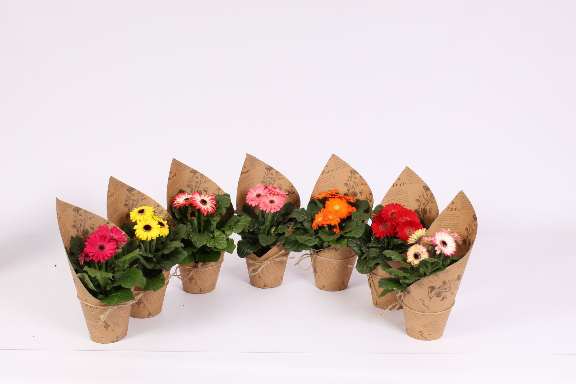 Gerbera belicht 2+bl 10cm in pot botanic vibes, D 10