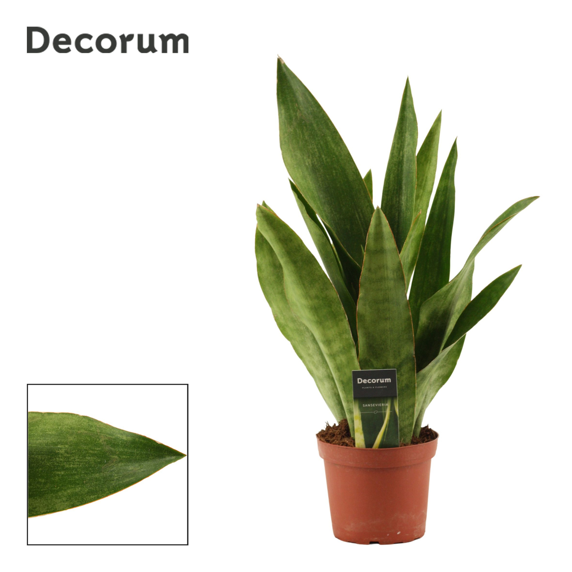 Sansevieria Aubrytiana 14 cm Graylin(Decorum), D 14