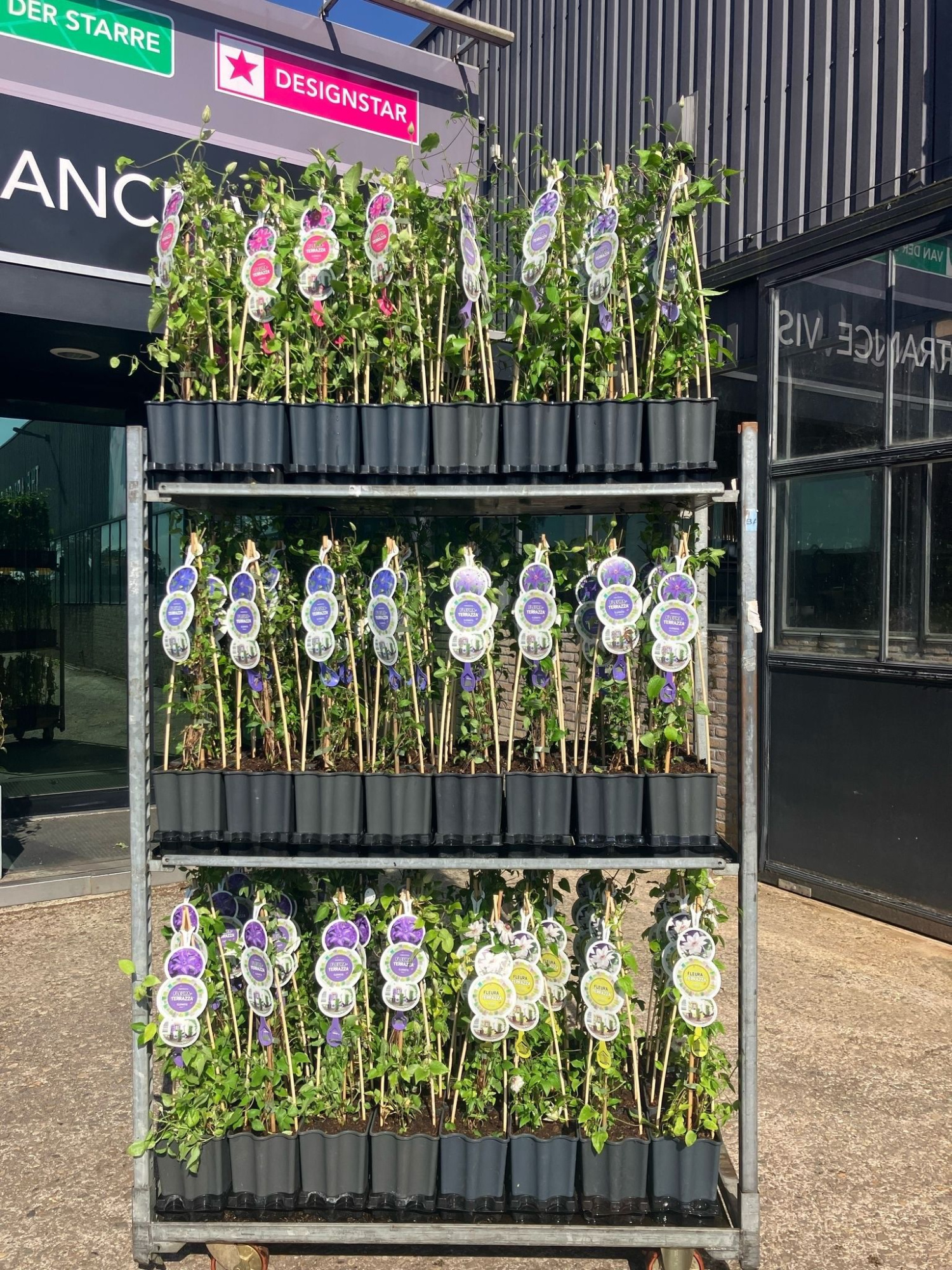 FleuraTerrazza W320 Clematis in varieties visual plants +label, D 19