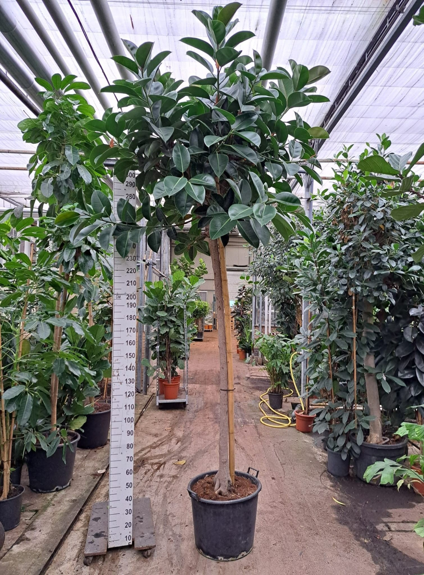 Ficus Elastica Robusta stam 360cm, D 60 cm
