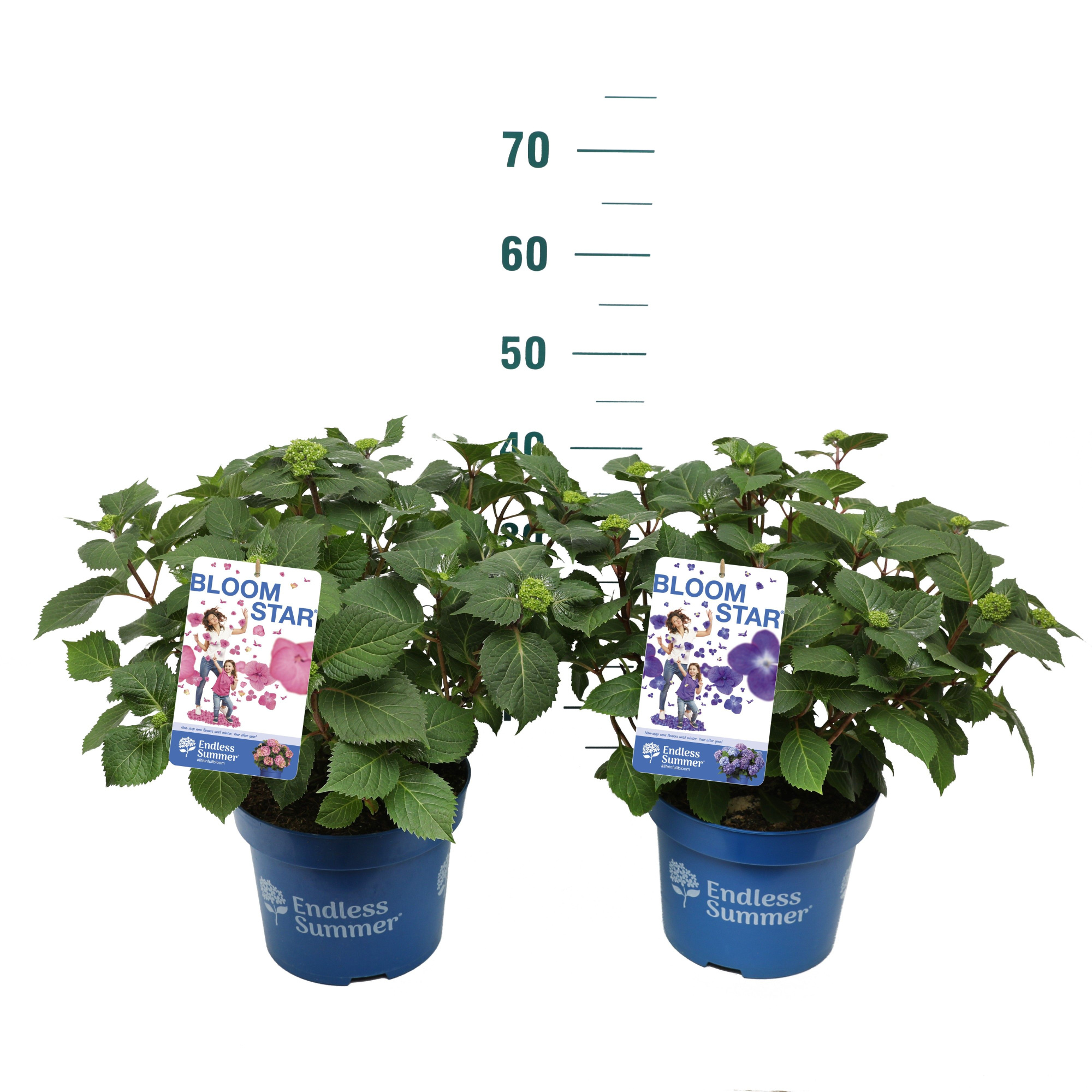 Hydrangea 'Endless Summer Mix' - P23 - Extra zware kwaliteit, D 23 cm