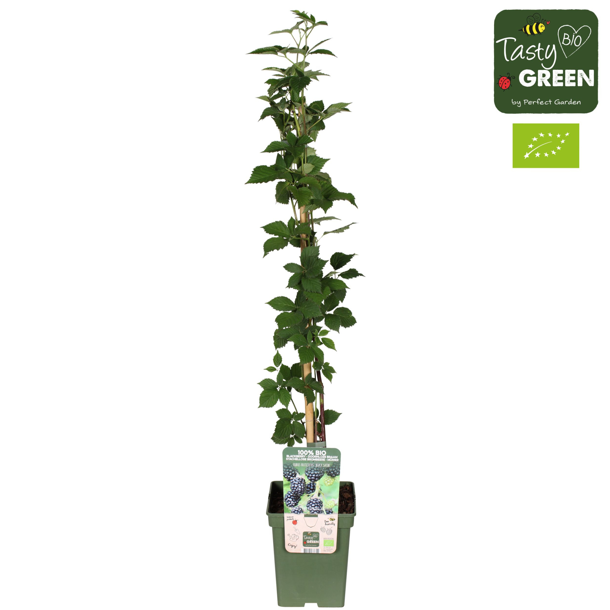 Rubus fruticosus 'Black Satin' Bio P23, D 23 cm