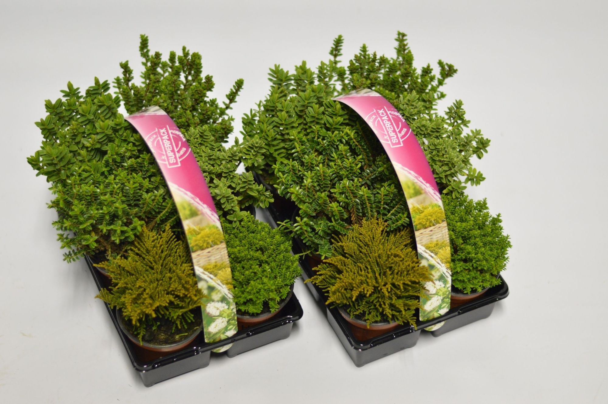 Hebe mix 6-pack, D 9 cm