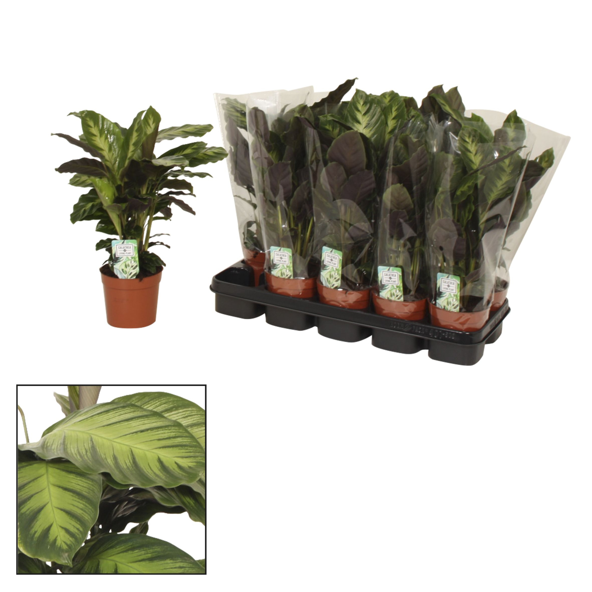 Calathea 12cm Misto, D 12 cm