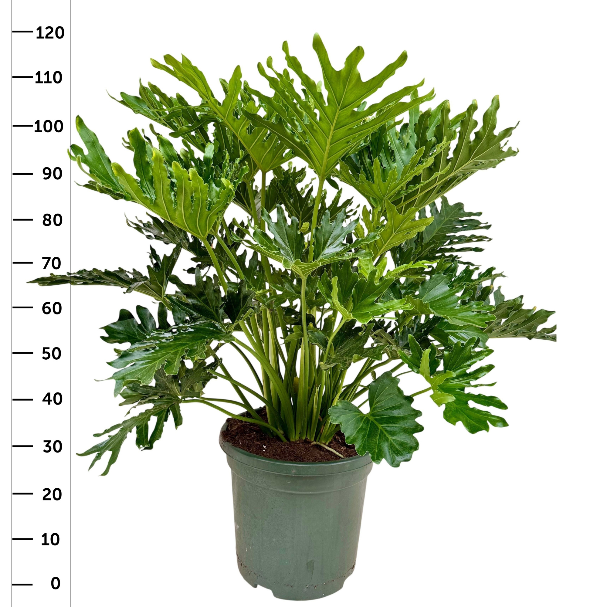 Philodendron selloum P35, D 35 cm