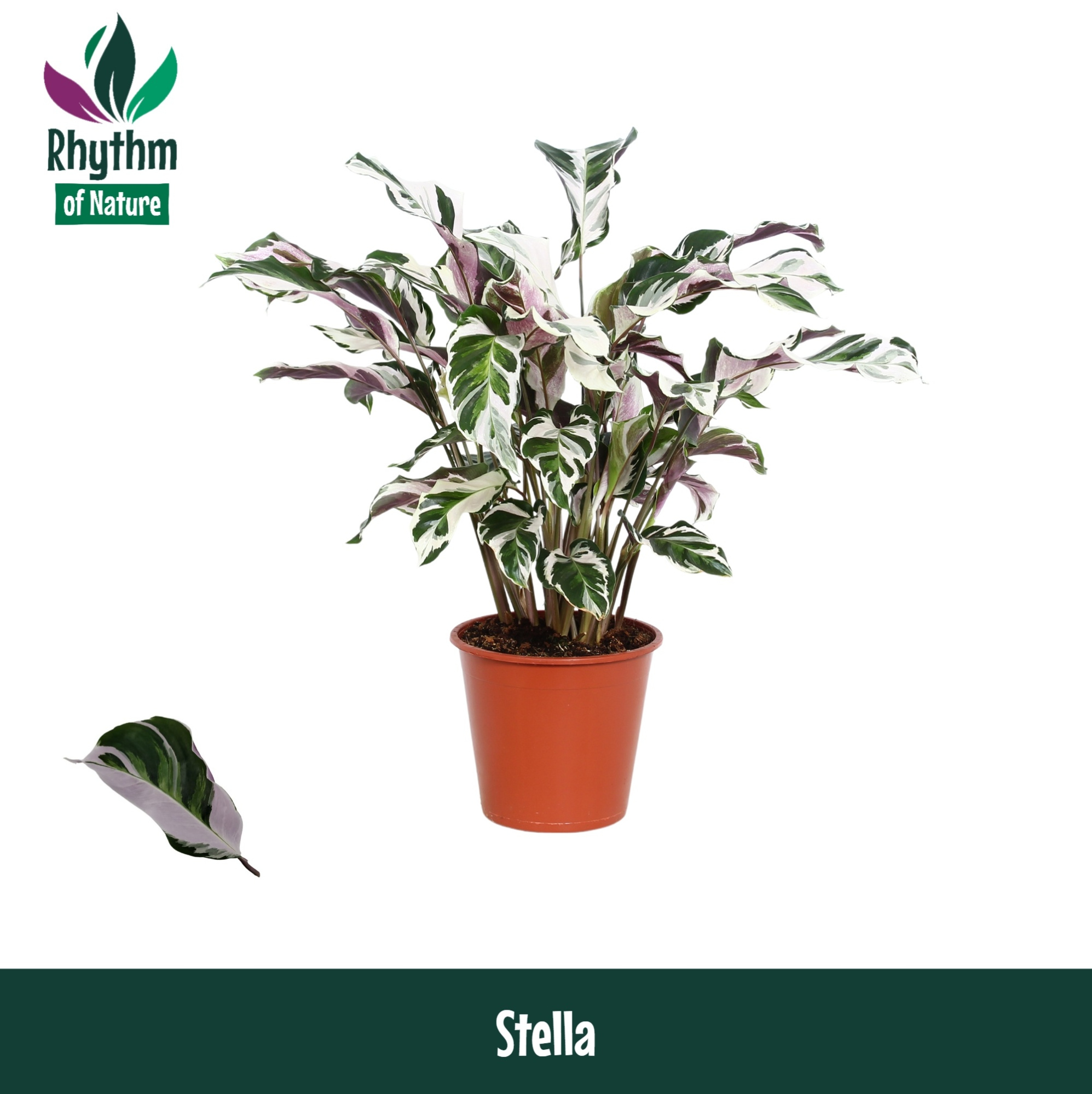 Calathea 19cm Stella Rhythm of Nature zonder hoes, D 19 cm