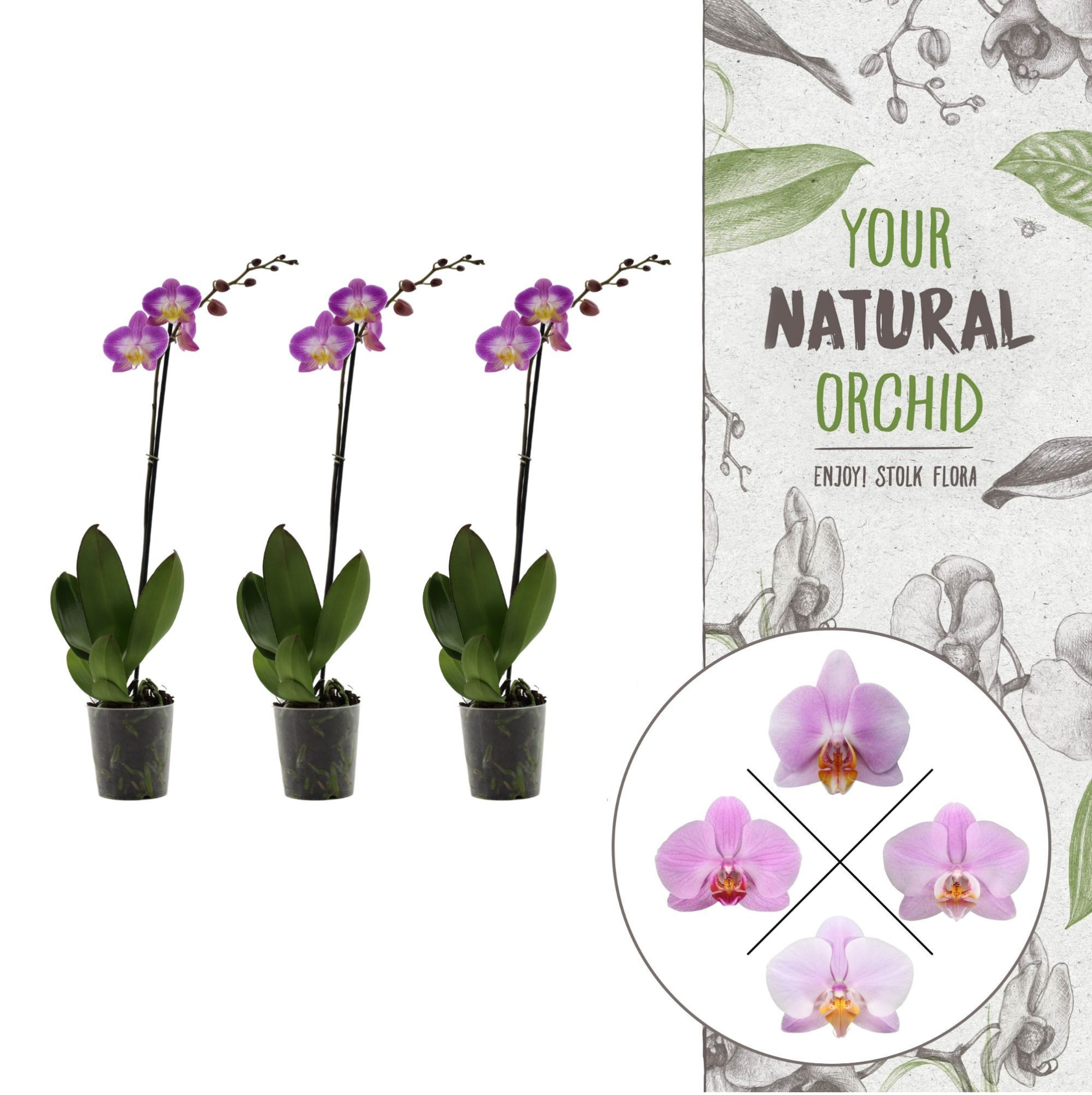 Your Natural Orchid | Pink | Phalaenopsis 1 spike, D 12