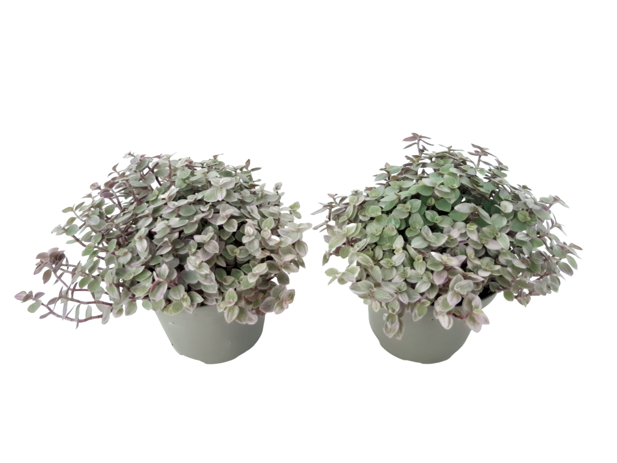 Callisia rosata 8,5cm, D 8,5 cm