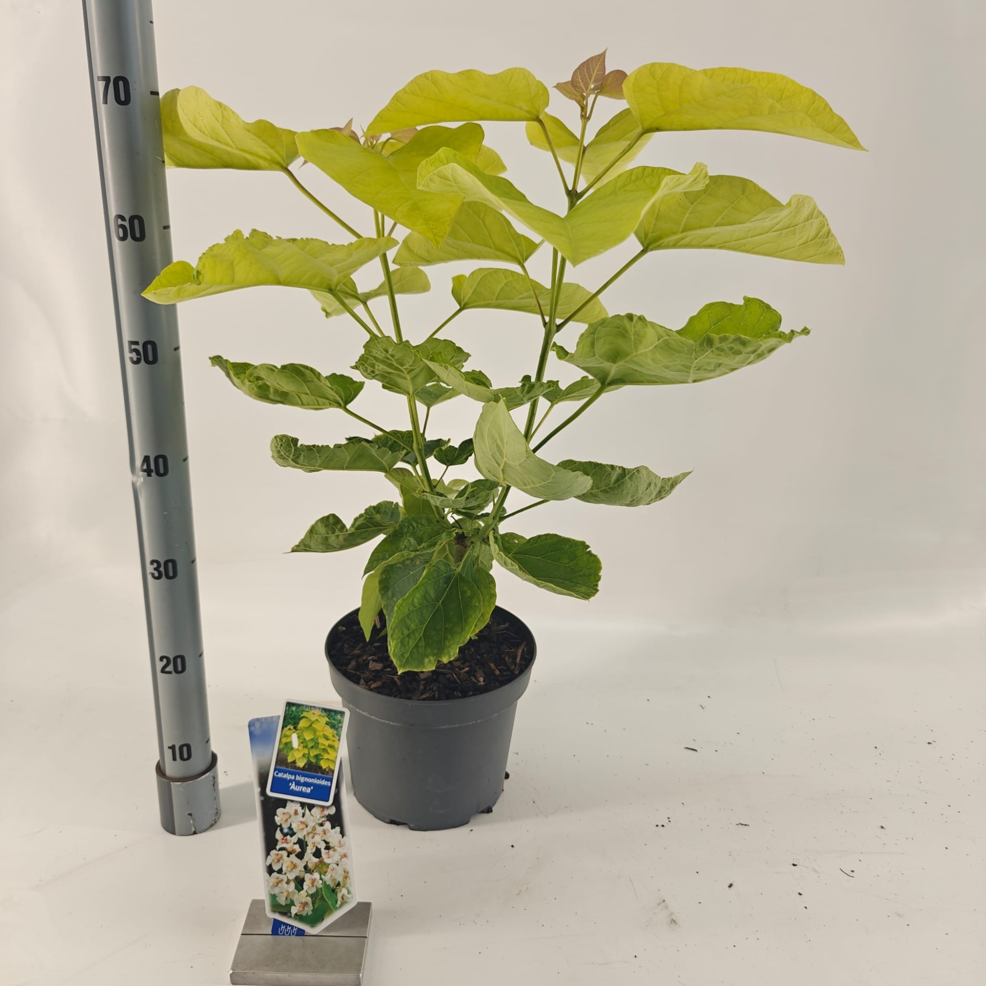 Catalpa bignon. 'Aurea', D 23 cm