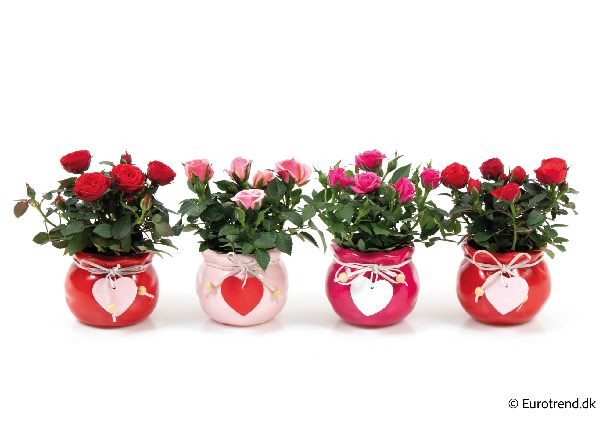 Roses in Valentine ceramic 2026, D 6