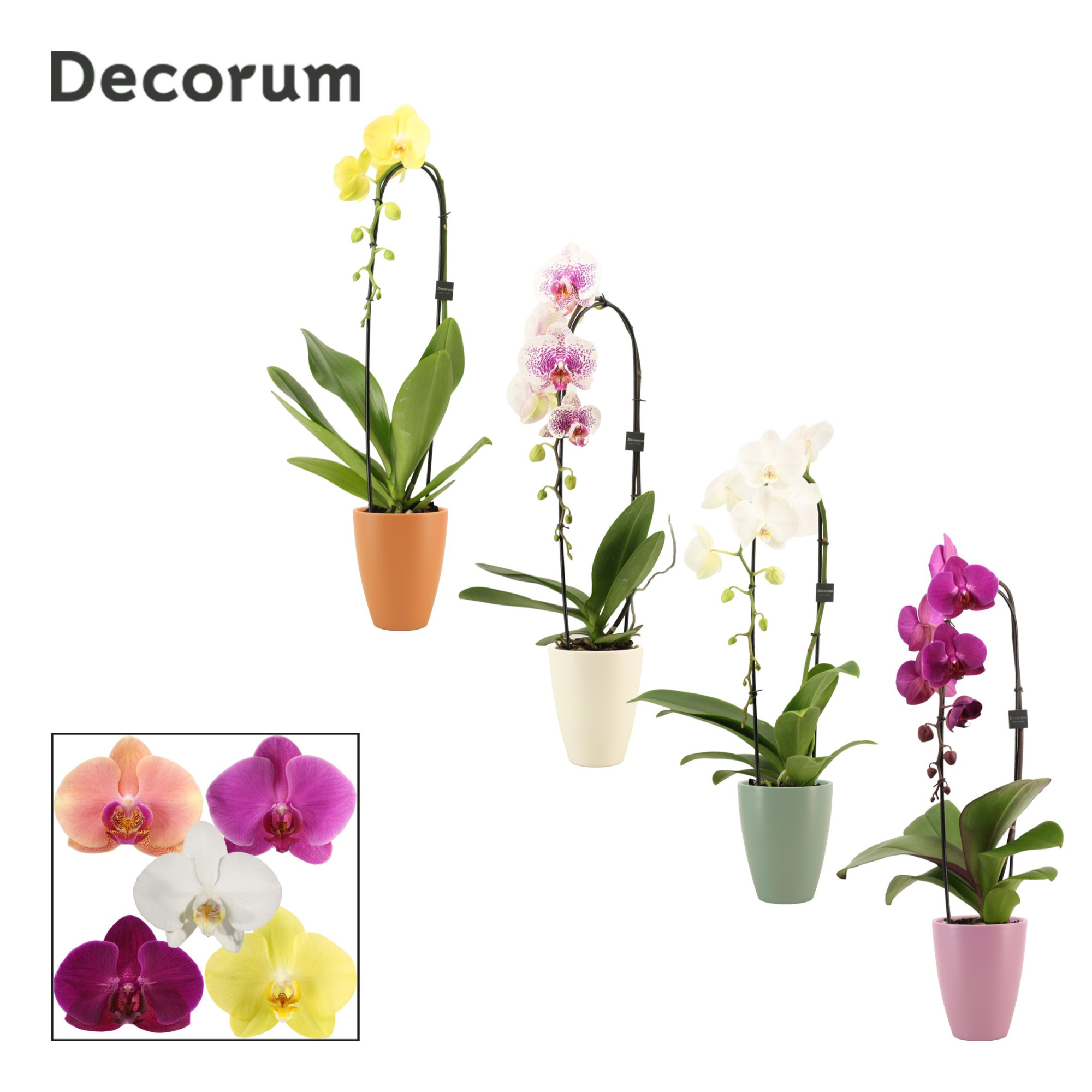 Phalaenopsis cascade 1 tak mix in Carly (Craft world-collection), D 12 cm