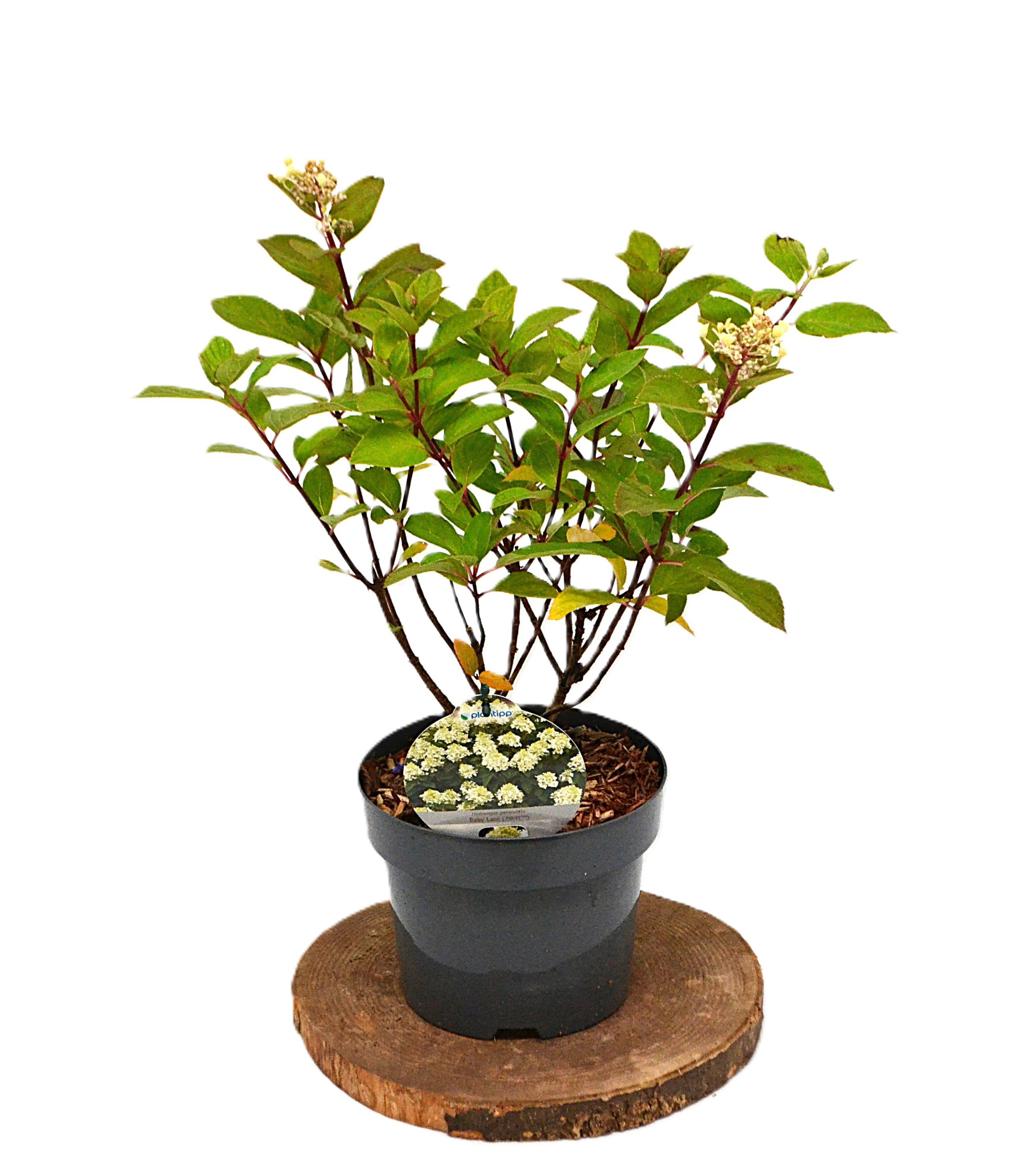 Hydrangea paniculata Baby Lace C3, D 19