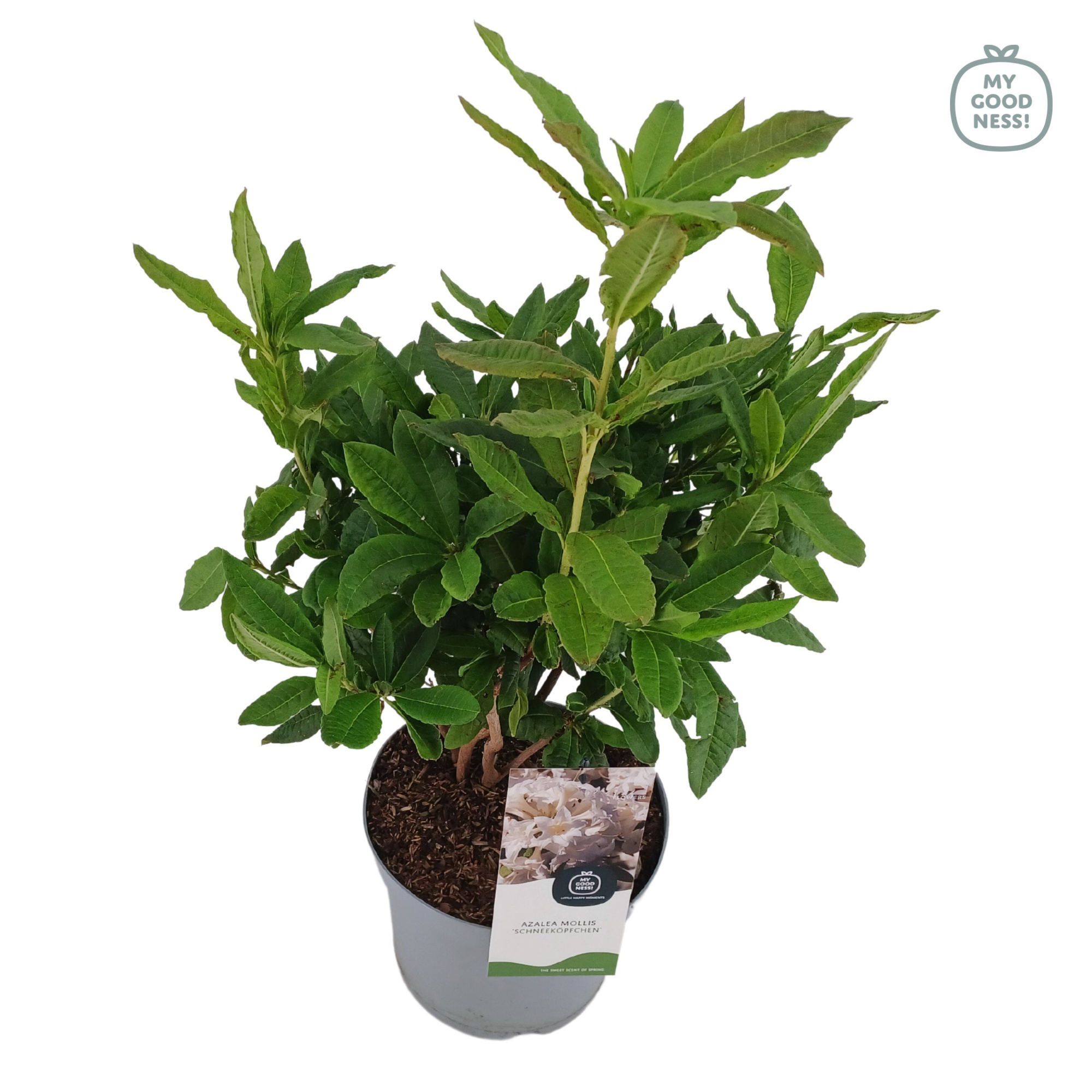 Azalea Mollis 40 /C5 'Schneekopfchen', D 23 cm