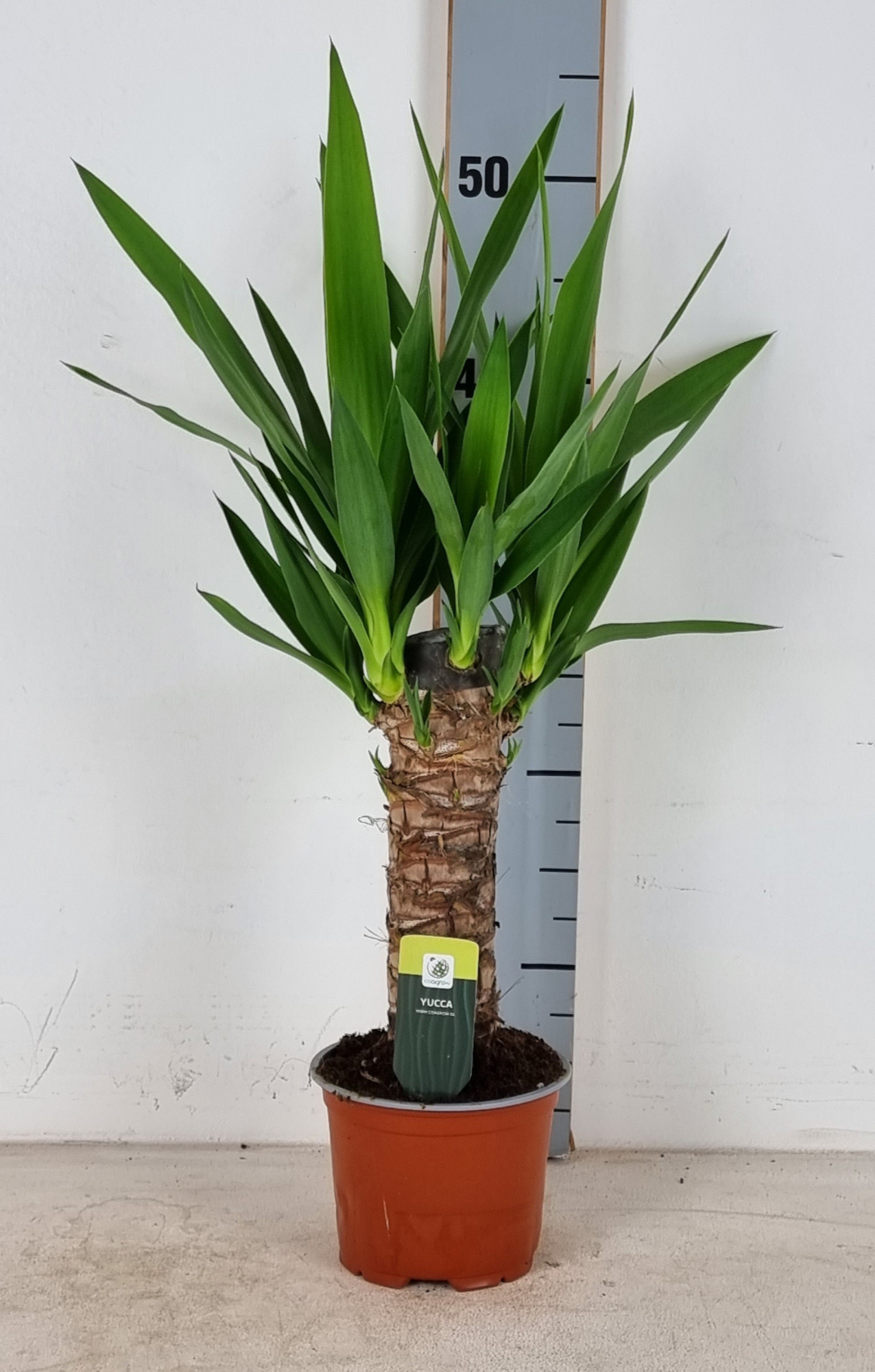 Yucca Elephantipes P12cm, D 12