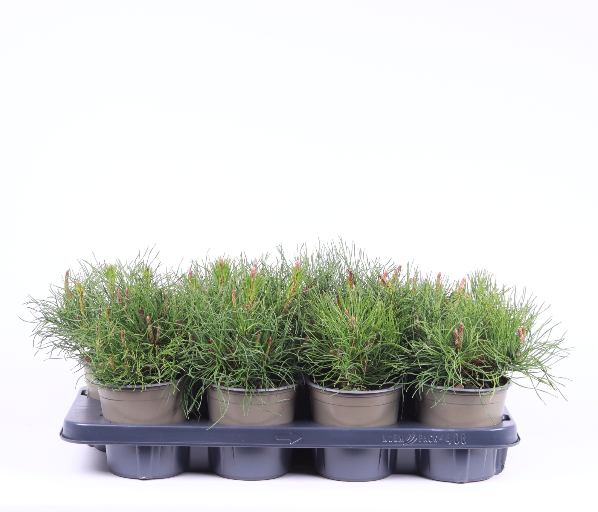 Pinus mugo pumilio, D 13 cm