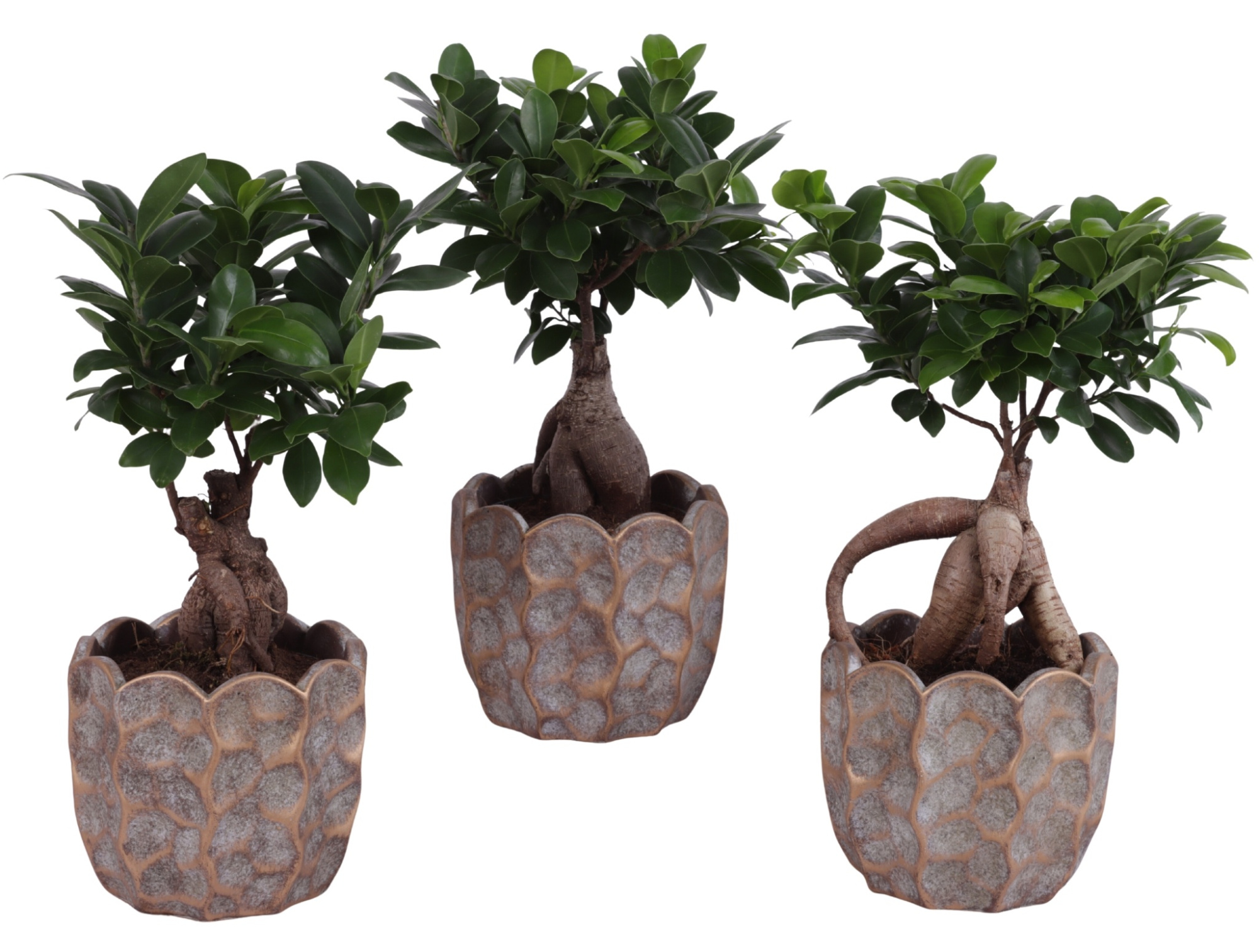 Ficus m. Ginseng Ball Shape Ø12cm in Ø15cm Ceramic PL670, D 15