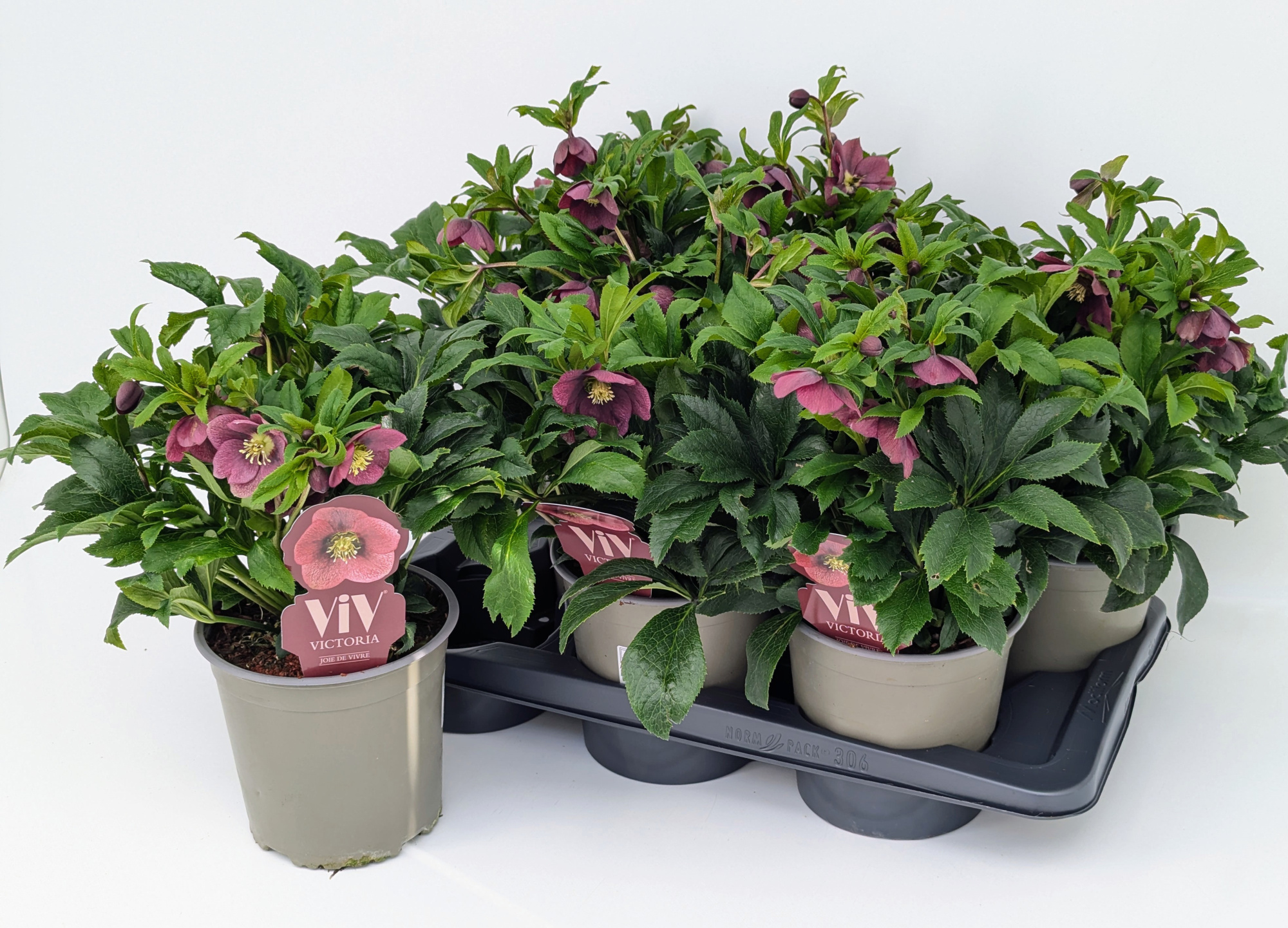 Helleborus orientalis VIV Victoria / Patrizia T17 "Rose des Frühlings", D 17