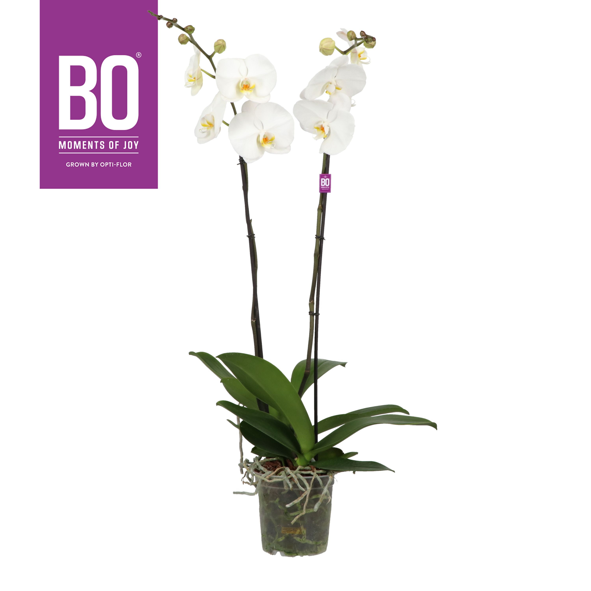 King P17 BO Alto 2 spike >100 cm, D 17 cm