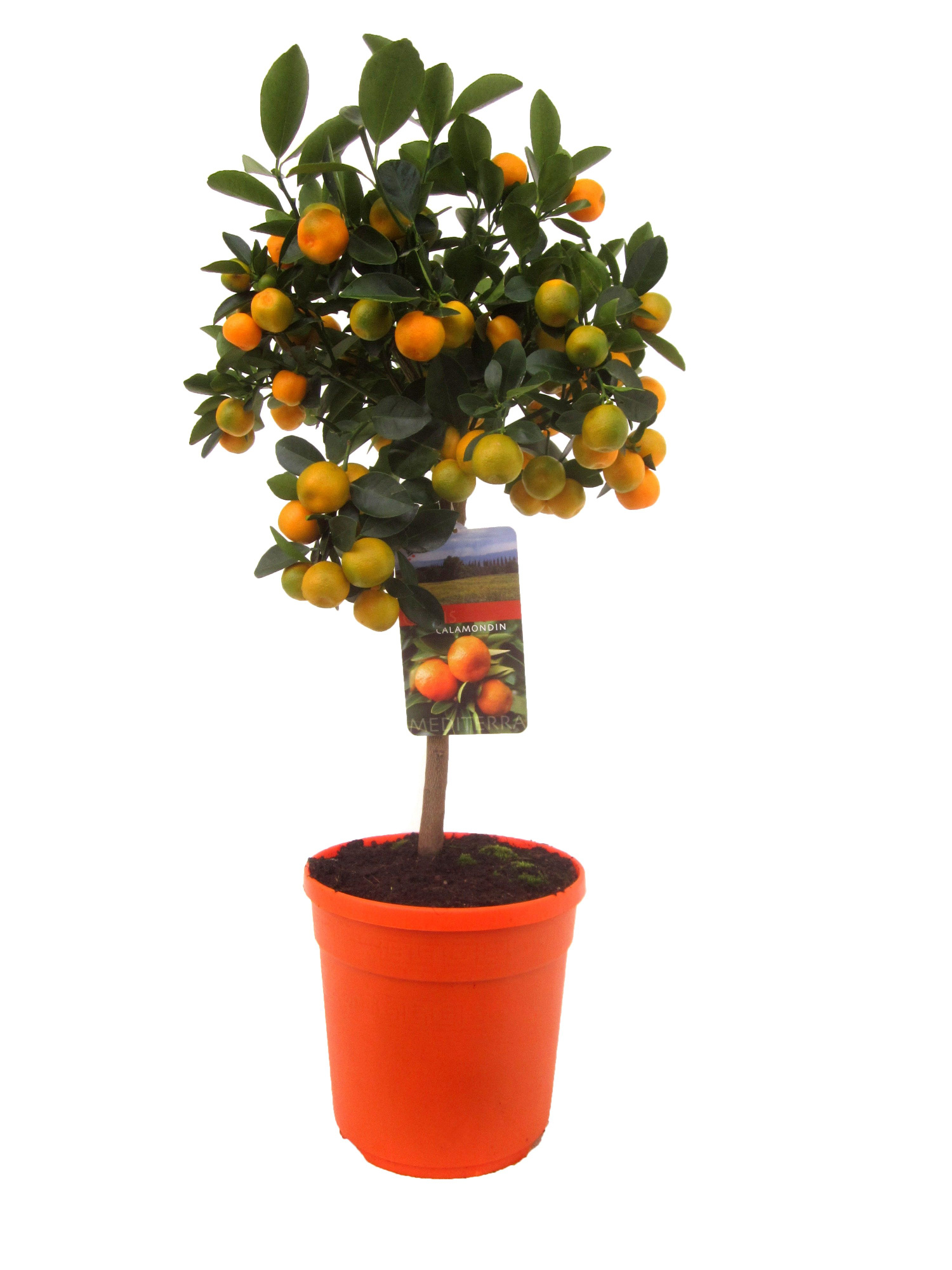 Citrus calamondin, D 21 cm