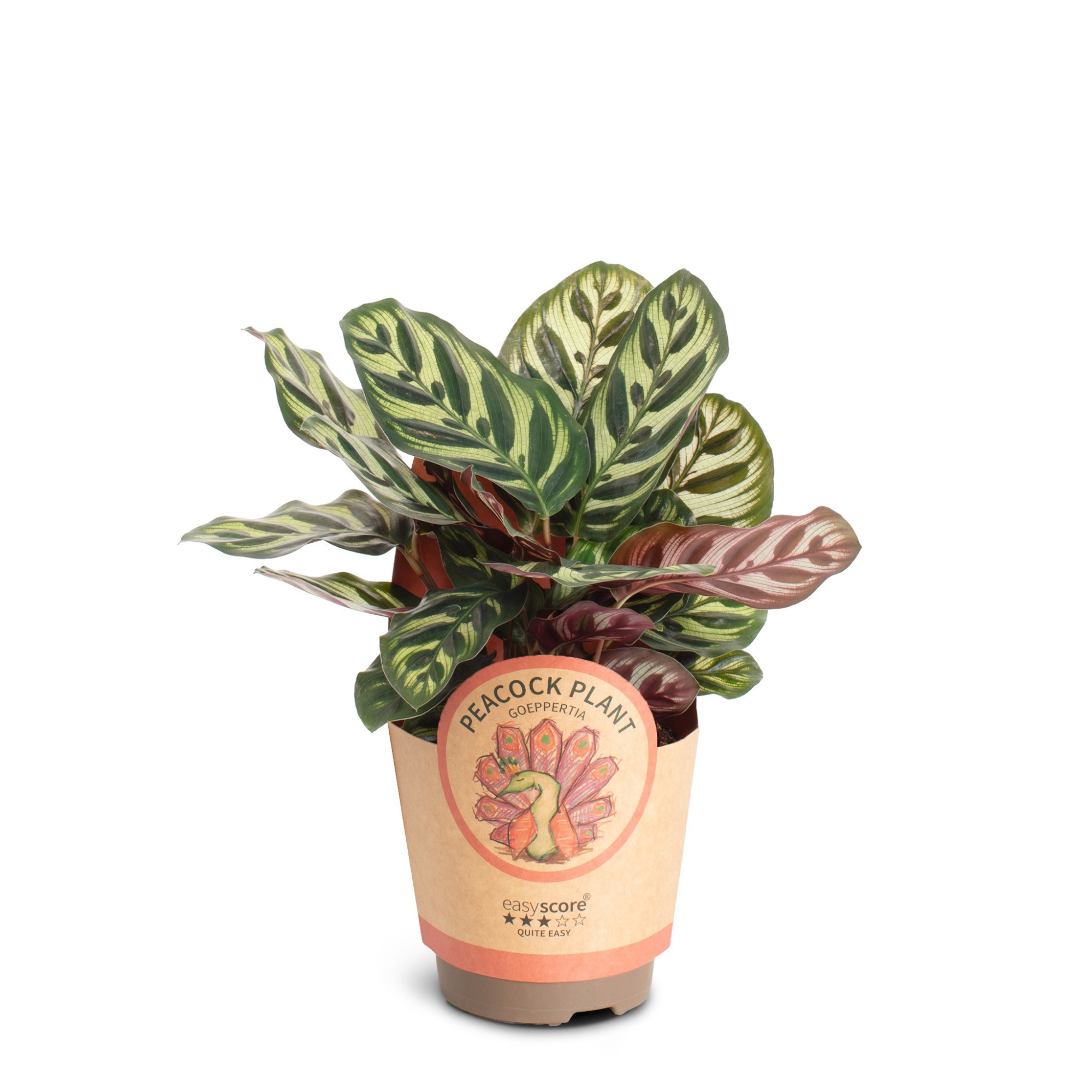 Calathea ´Makoyana´, D 11