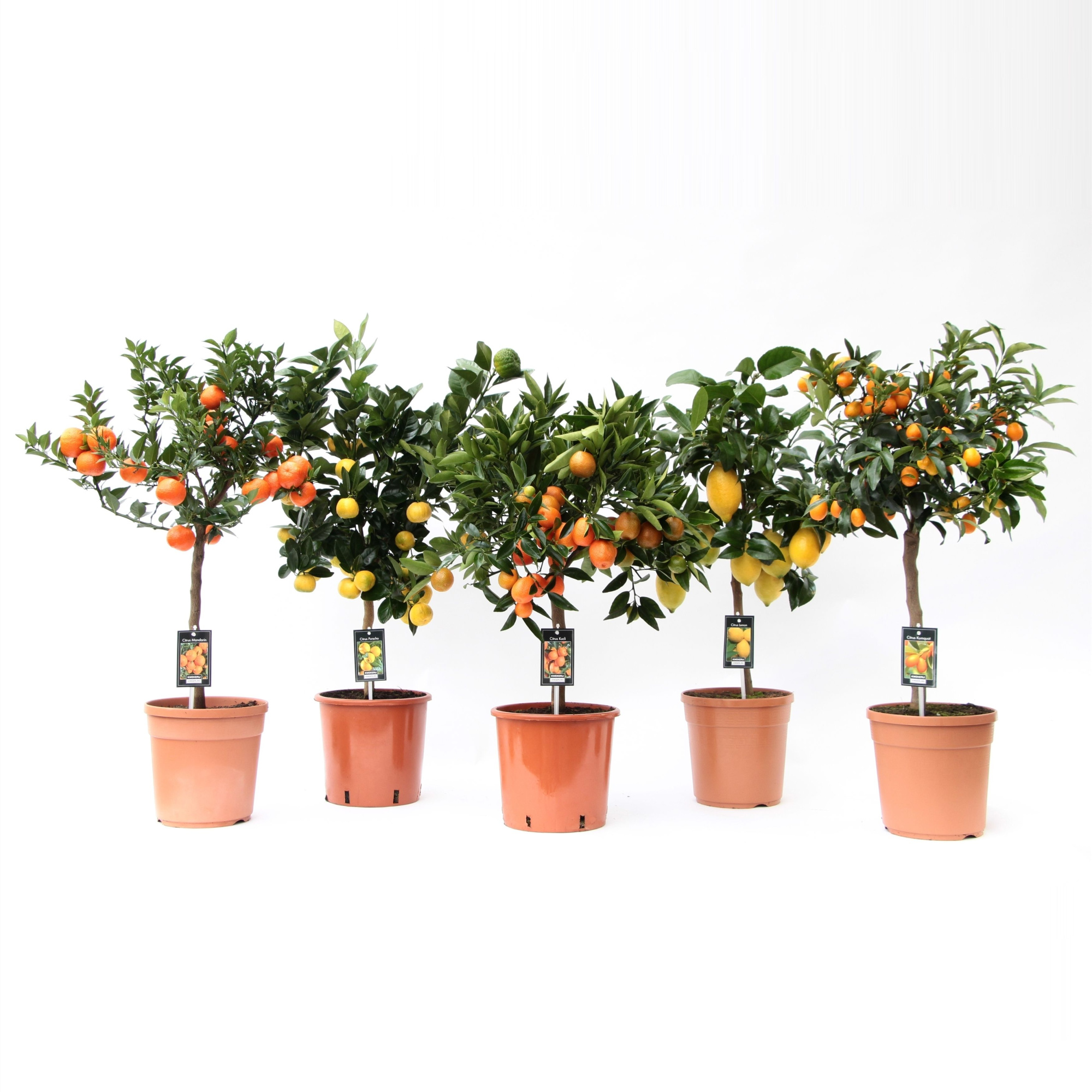 Citrus mix 5 soorten, D 22