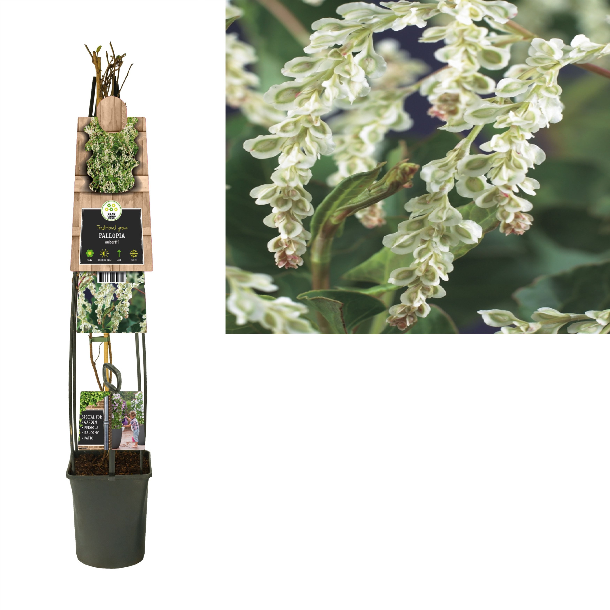 Fallopia aubertii +3.0 label, D 23 cm