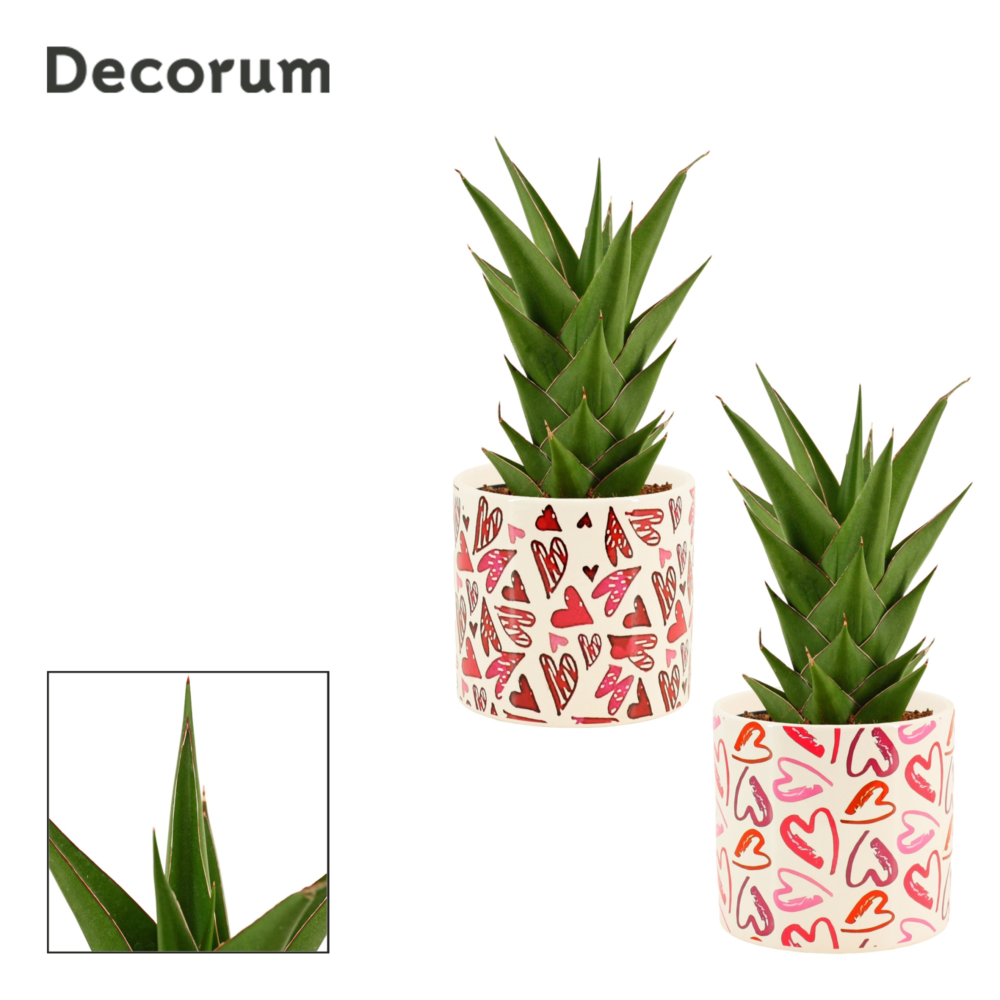 Sansevieria Temple Crown 12 cm in Julia (Deco-collection), D 12