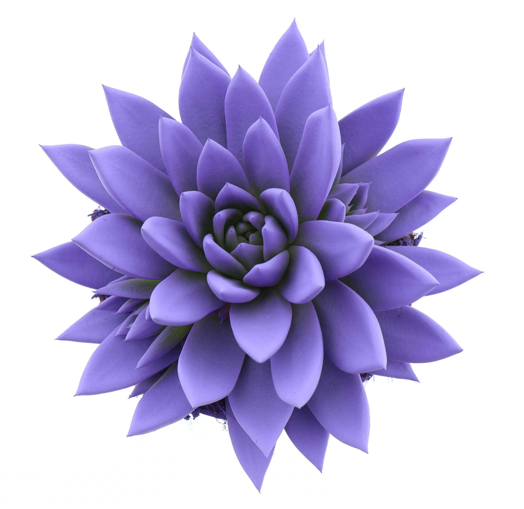 Rainbow dark milka, D 12 cm