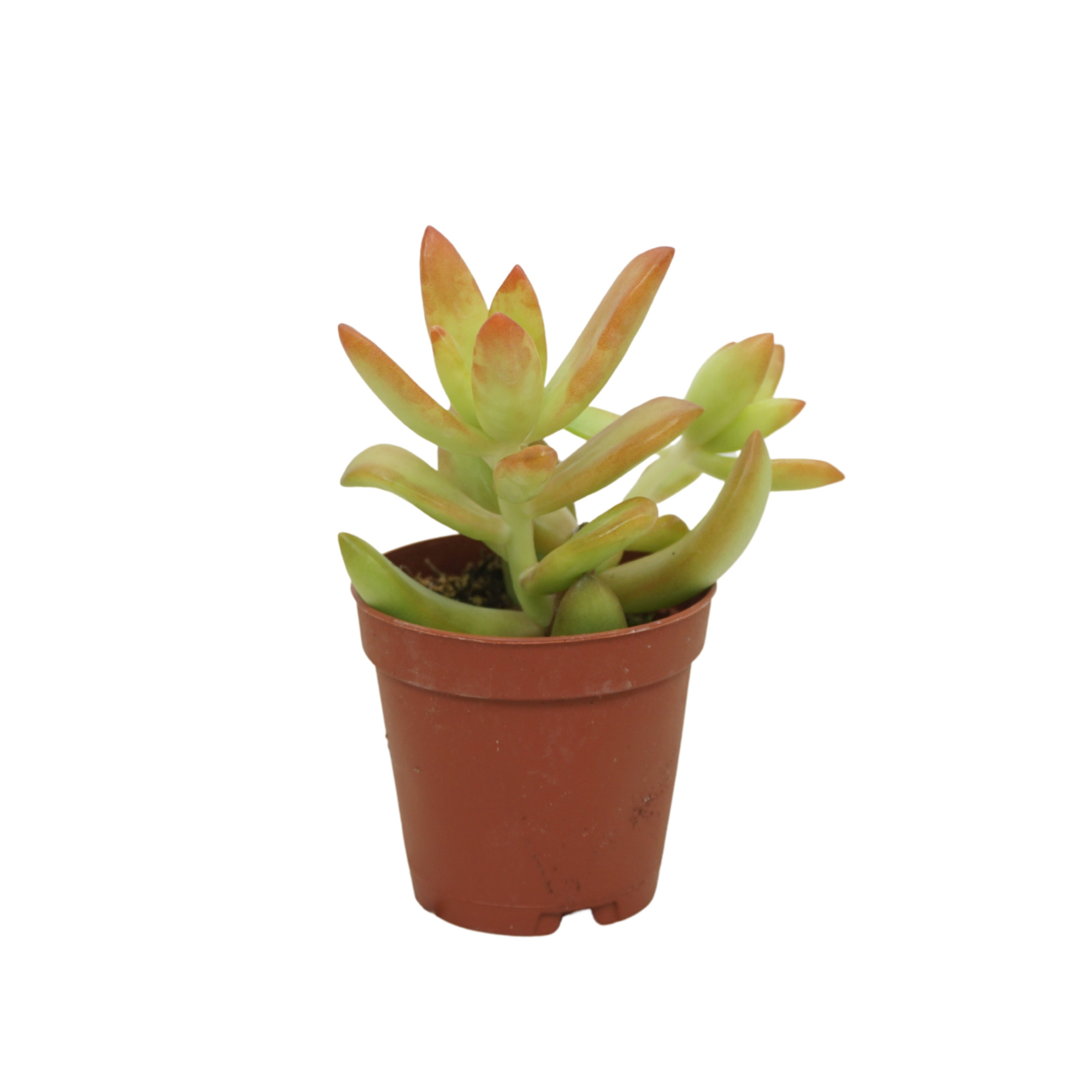 Sedum nussbaumerianum 5,5 cm, D 5,5