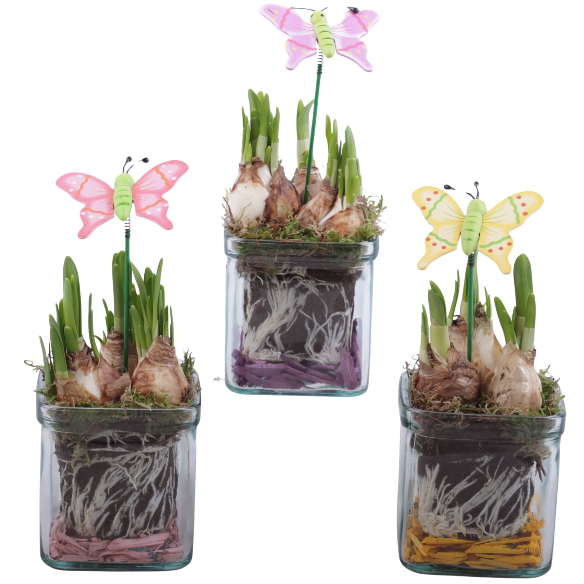 Bulbs Arr. Glass Accuglas Square Ø08cm, D 8