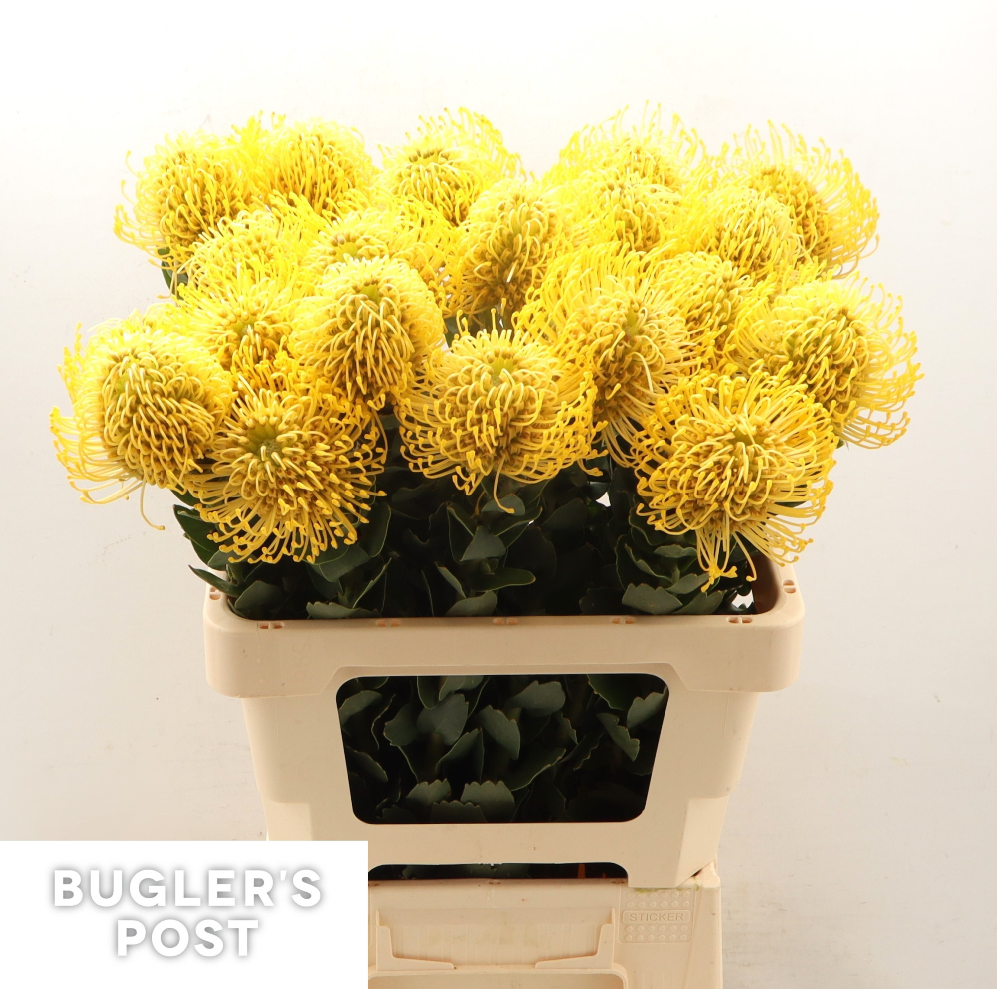 Нутанс Хай Голд (желт.) 60, шт.