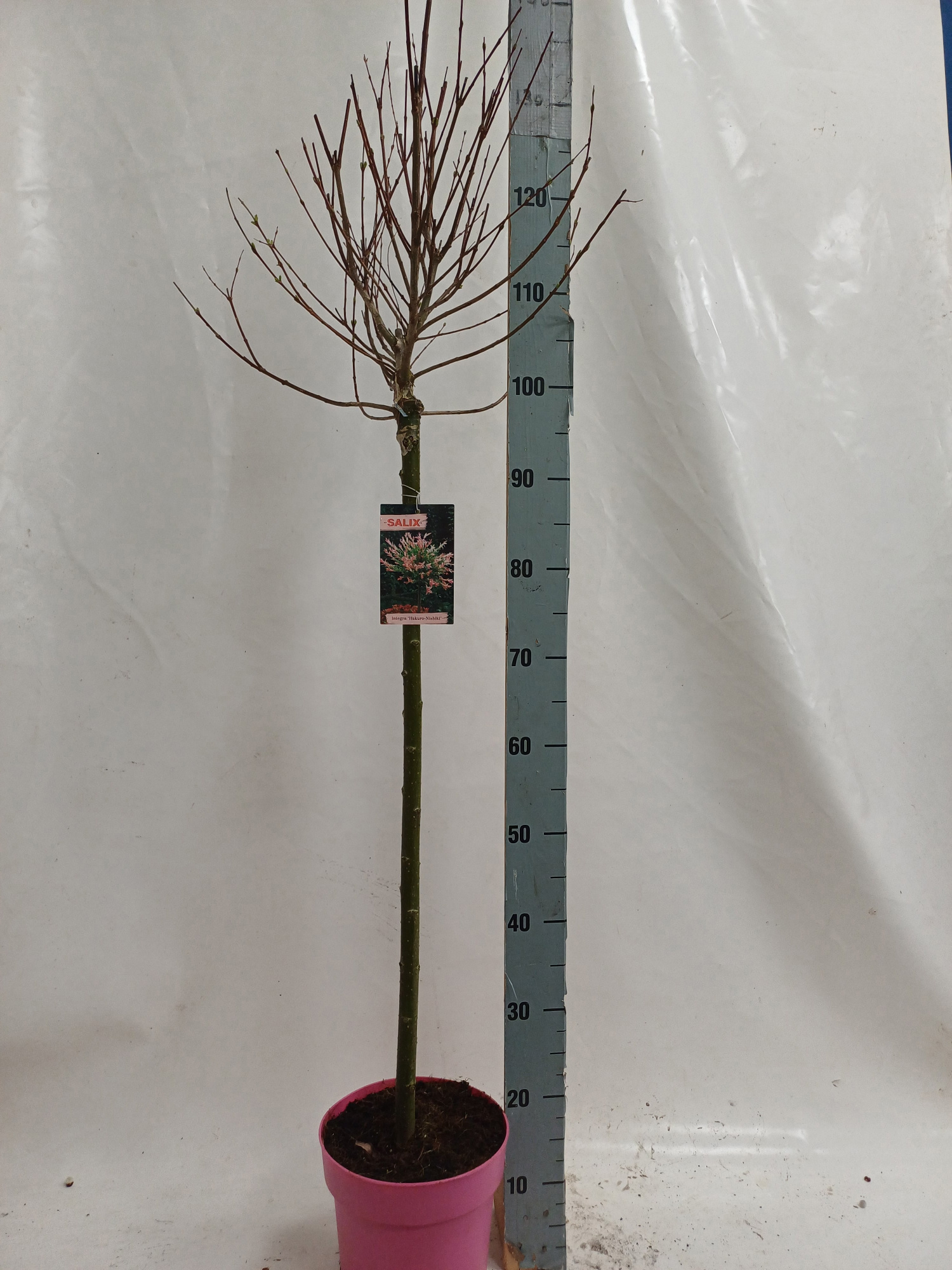 salix nishiki 80 roze pot, D 21