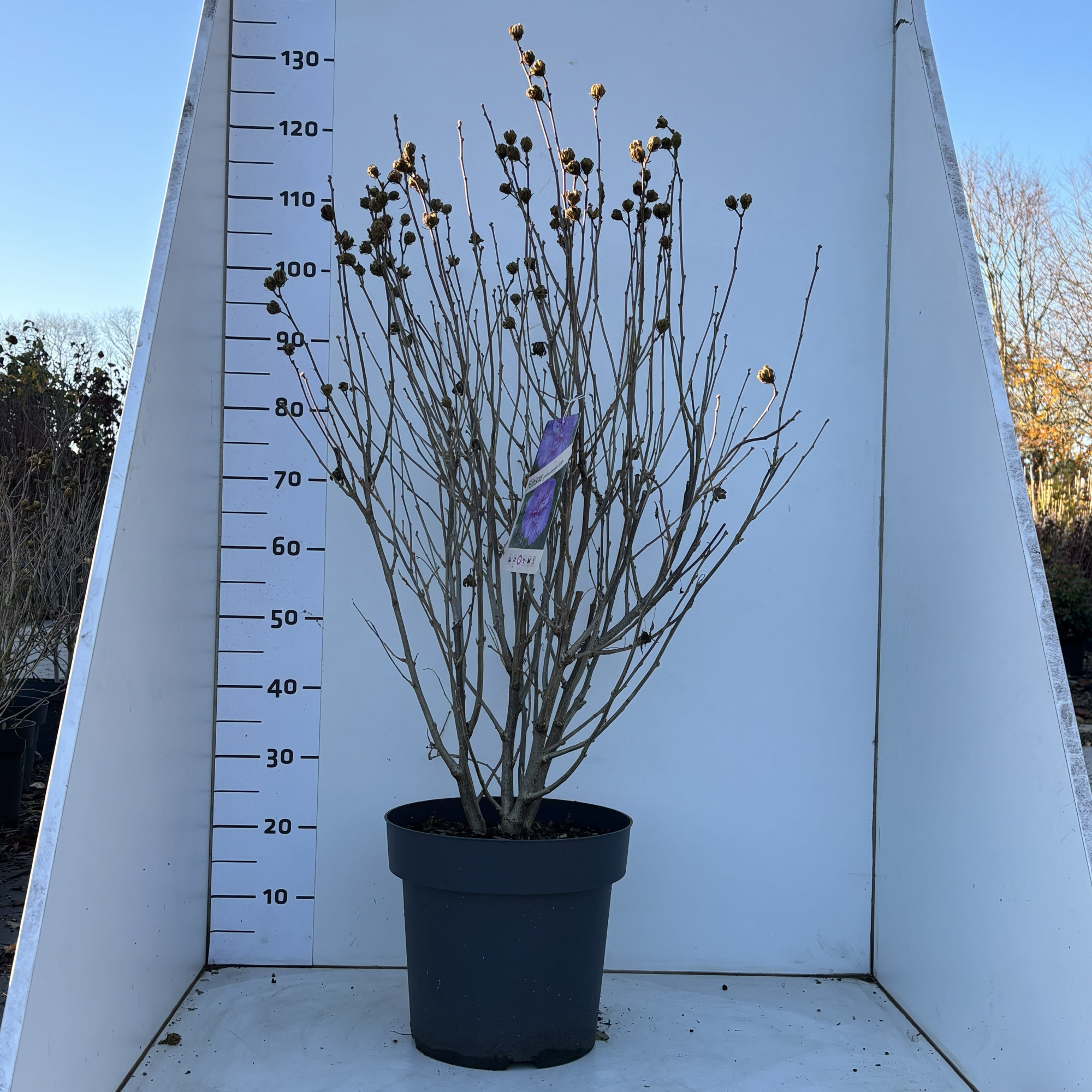 HibiscussyriacusLavenderChiffon, D 31