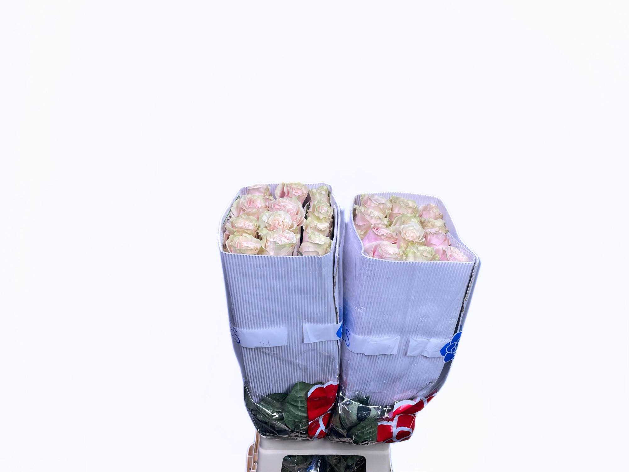 Роза од. Пинк Мондиаль 70 (светло-роз.), шт.